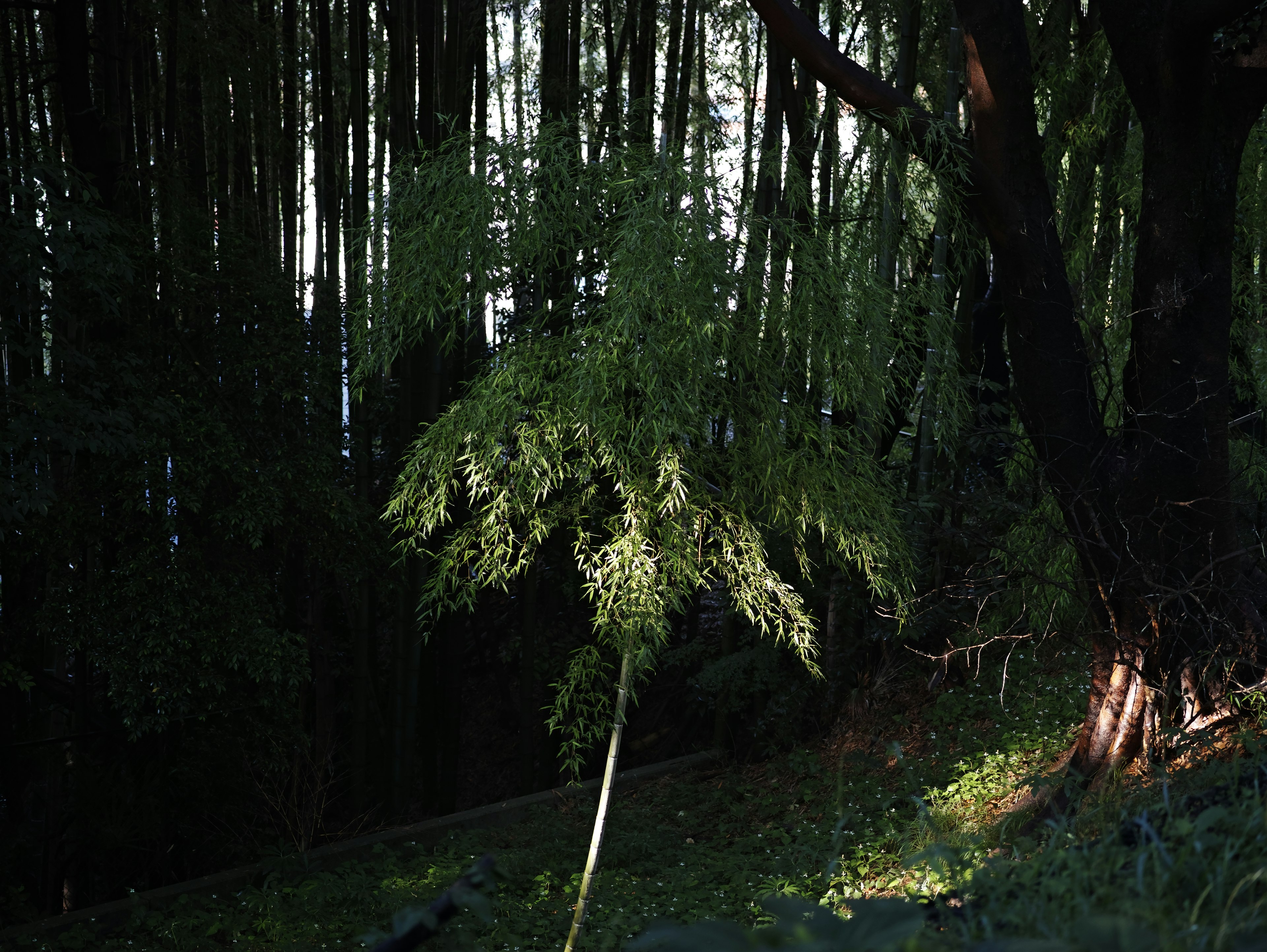 Un albero illuminato dalla luce del sole in una foresta buia