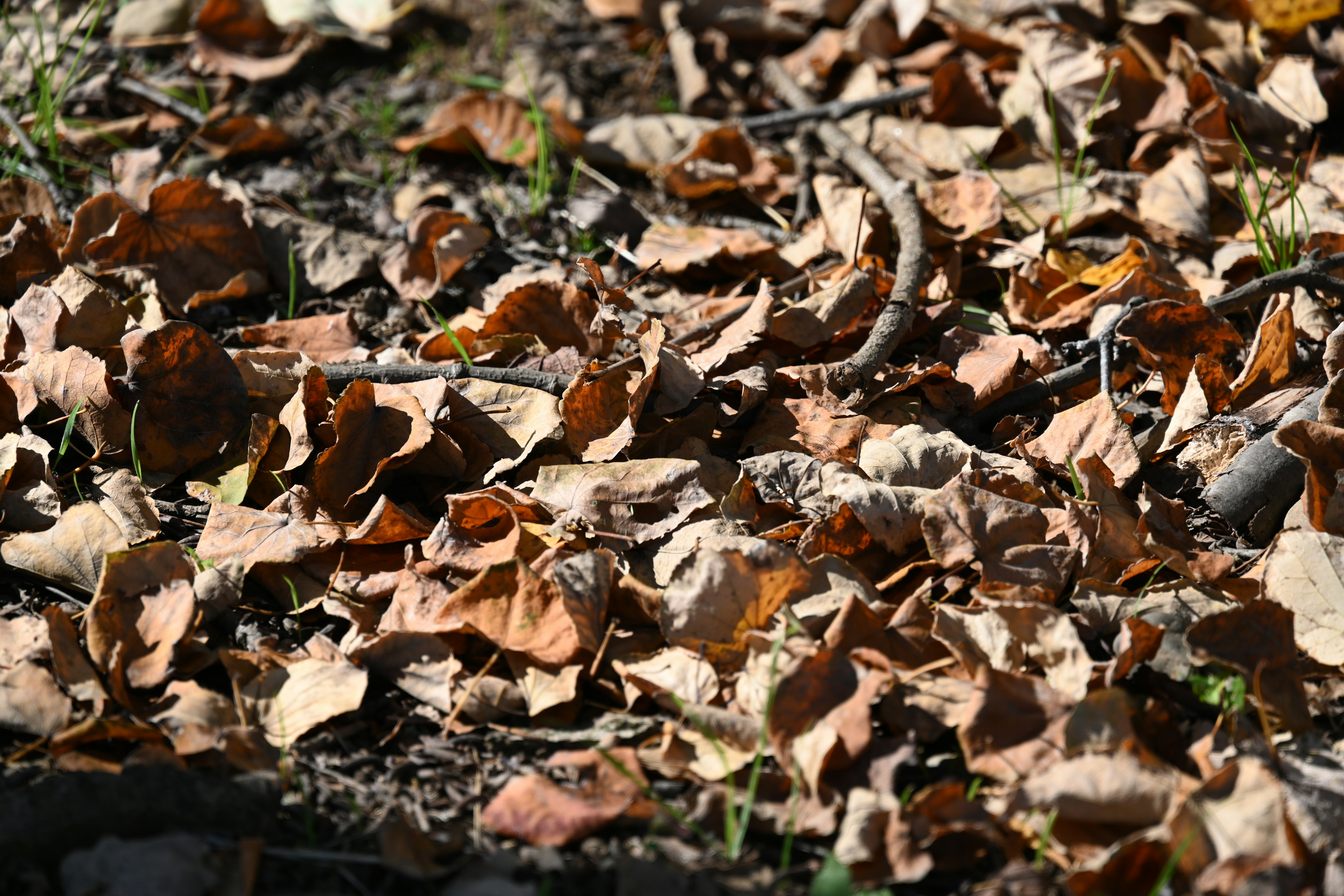 Nahaufnahme von verstreuten Herbstblättern auf dem Boden