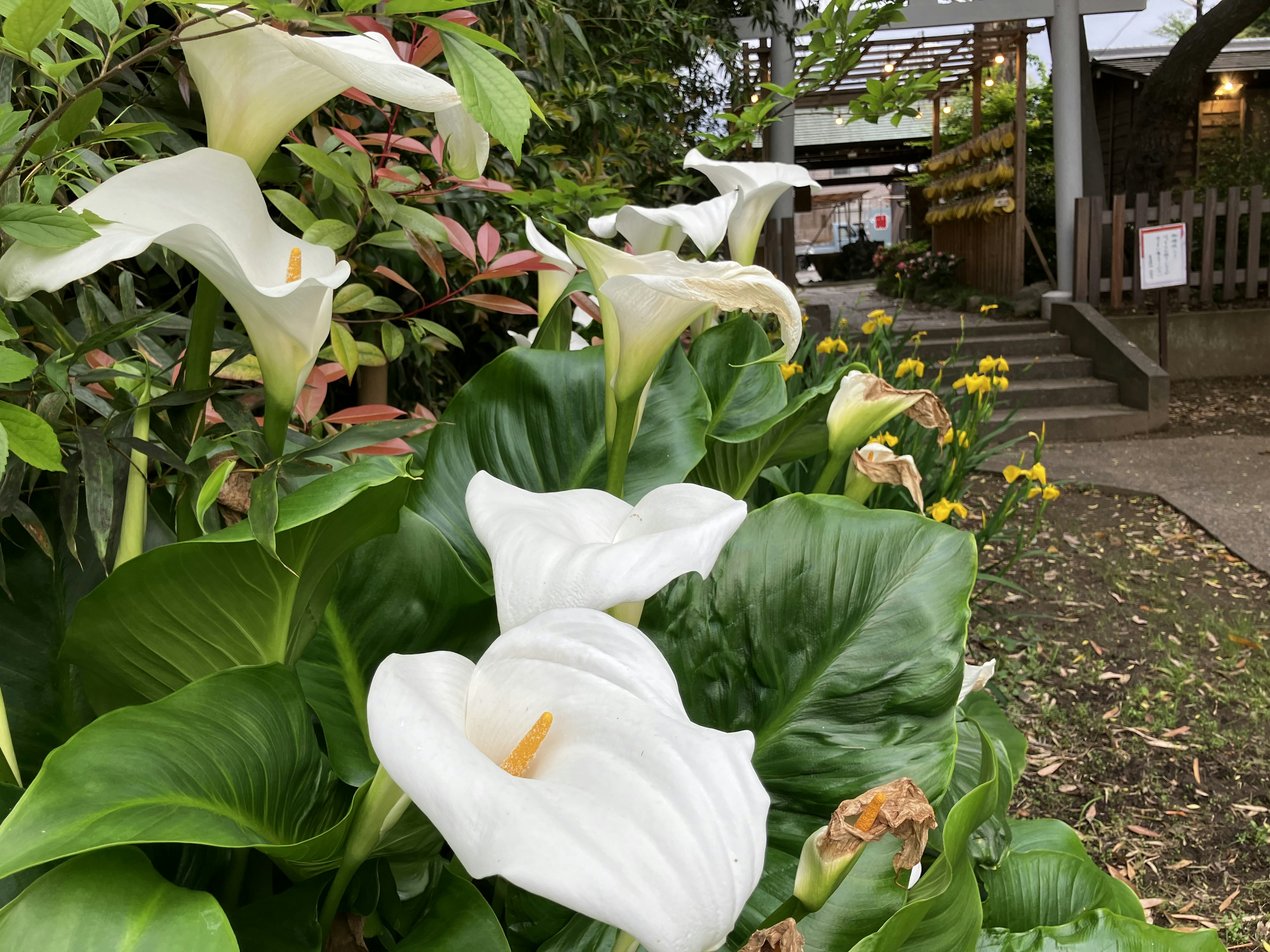 白いカラーリリーの花が緑の葉に囲まれている庭の風景