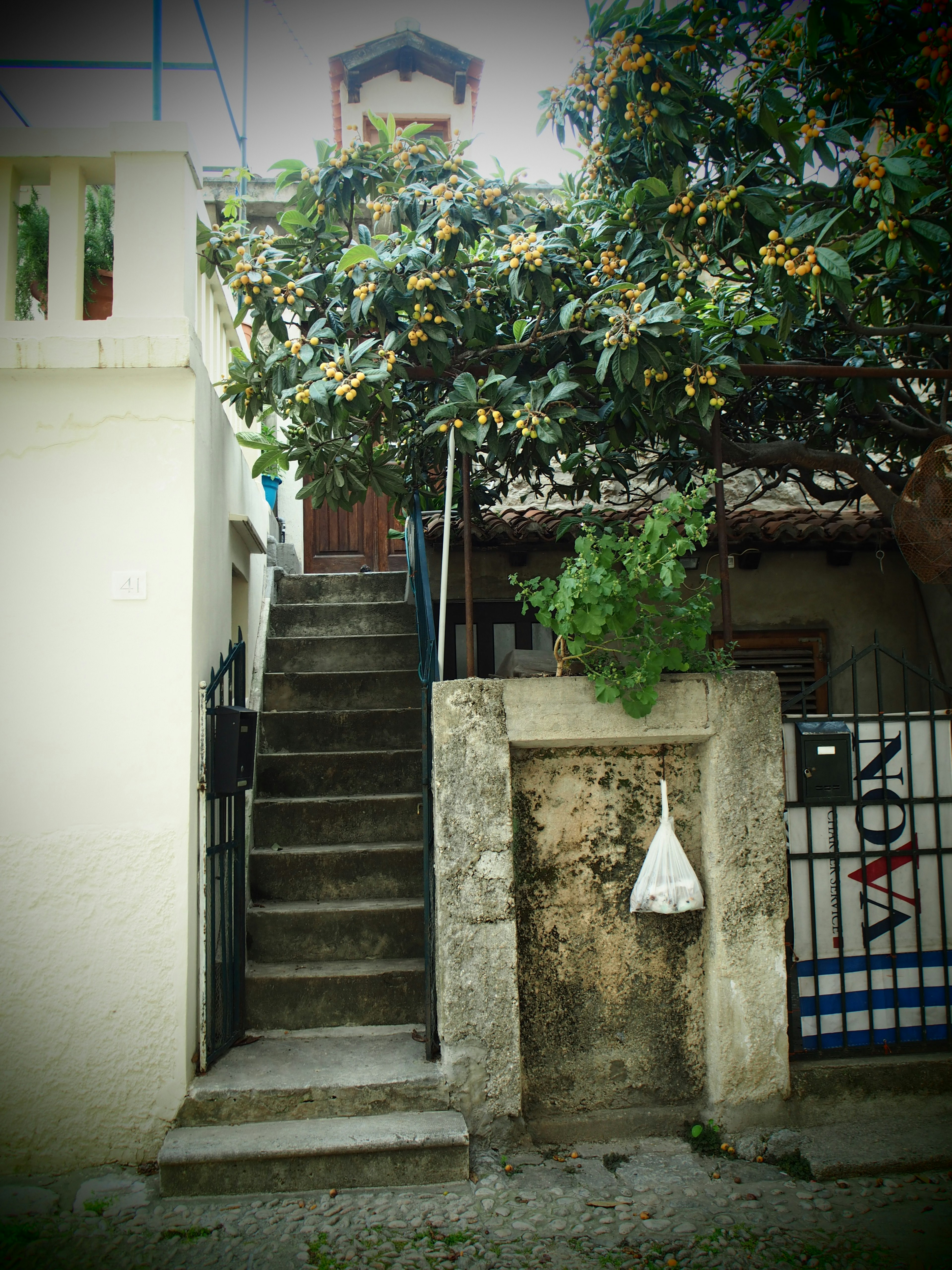 Entrée avec des escaliers et un feuillage luxuriant