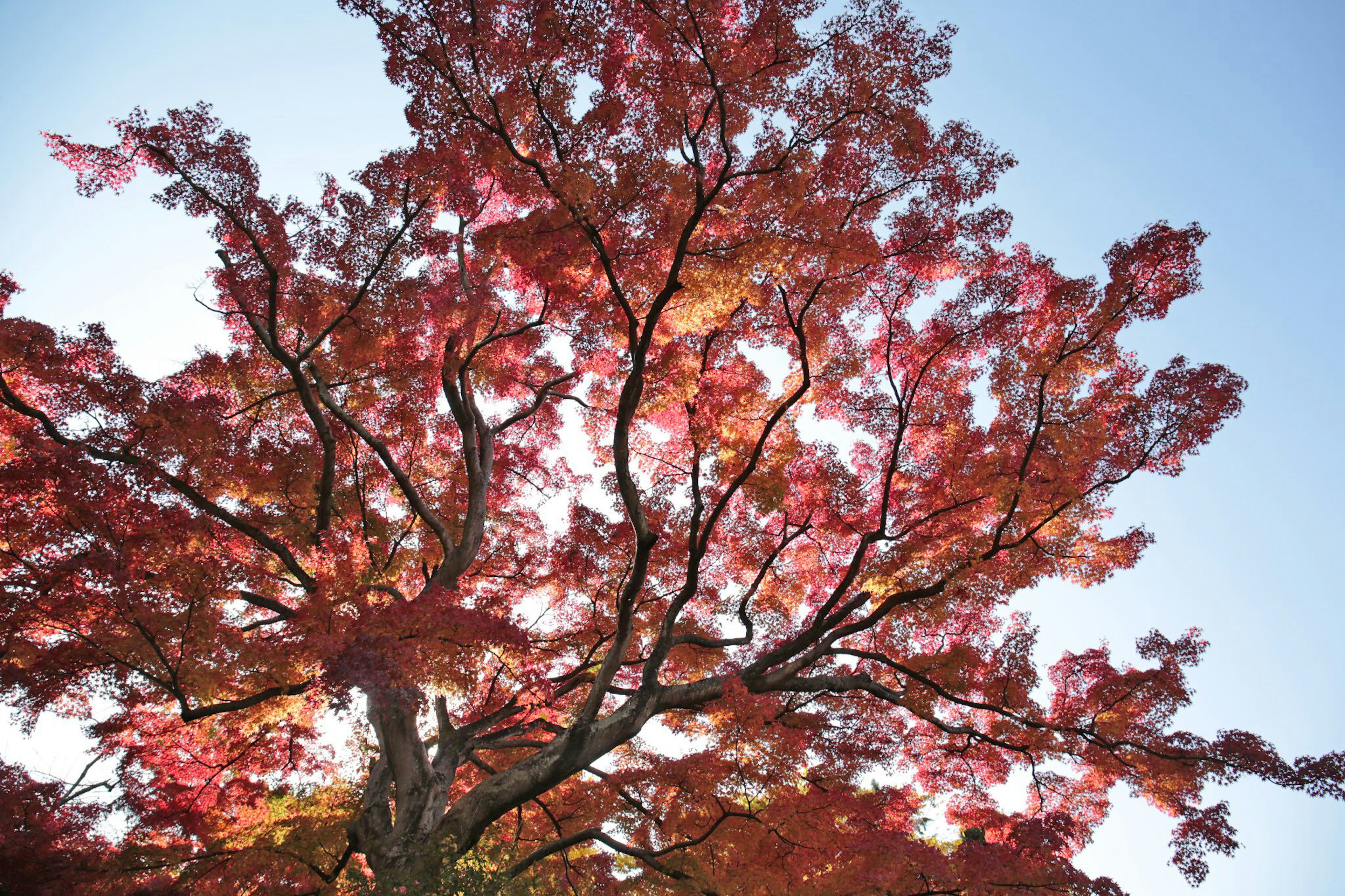 Vue d'en bas d'un arbre avec de belles feuilles d'automne