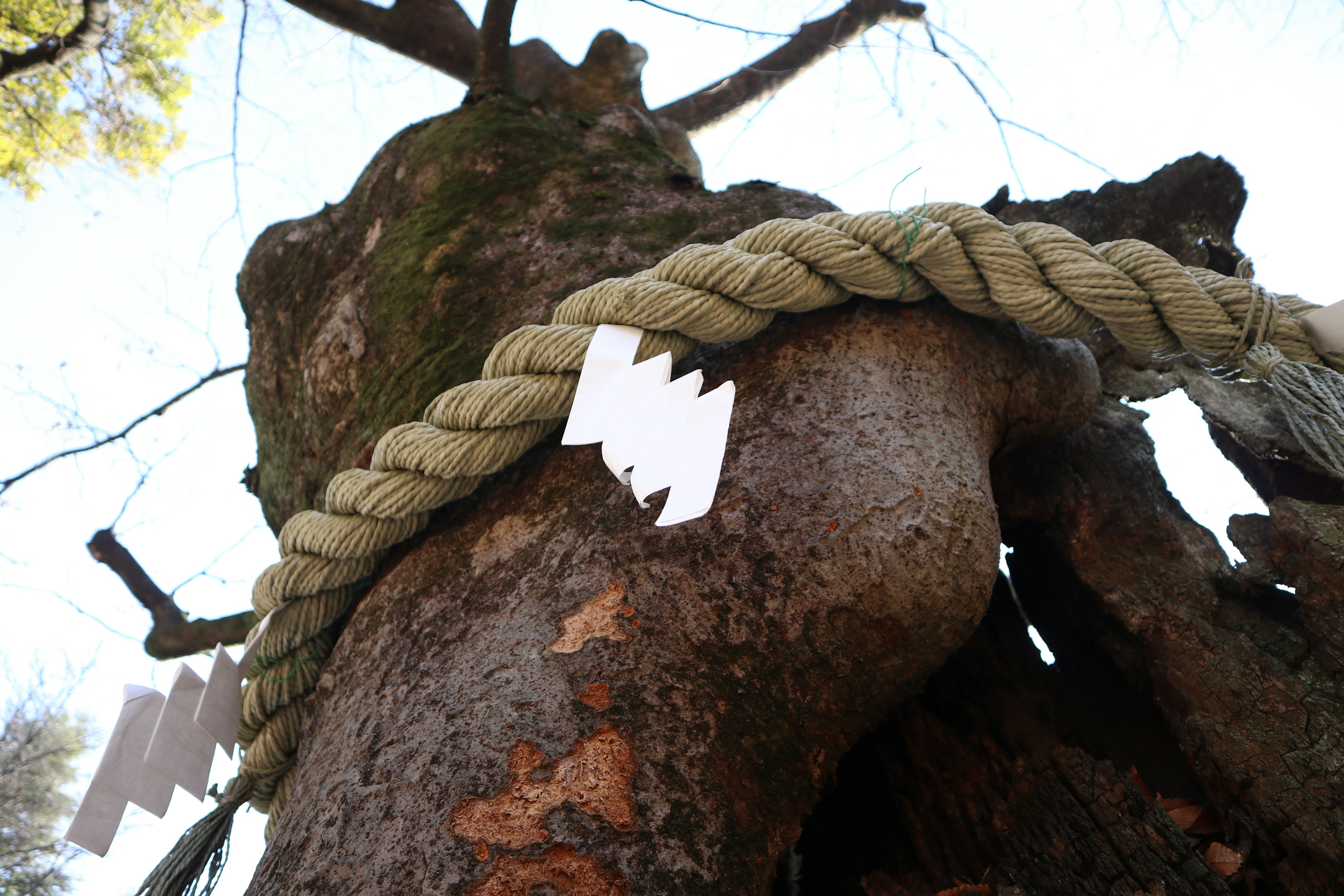 Cuerda enrollada alrededor de un tronco de árbol con decoraciones de papel blanco