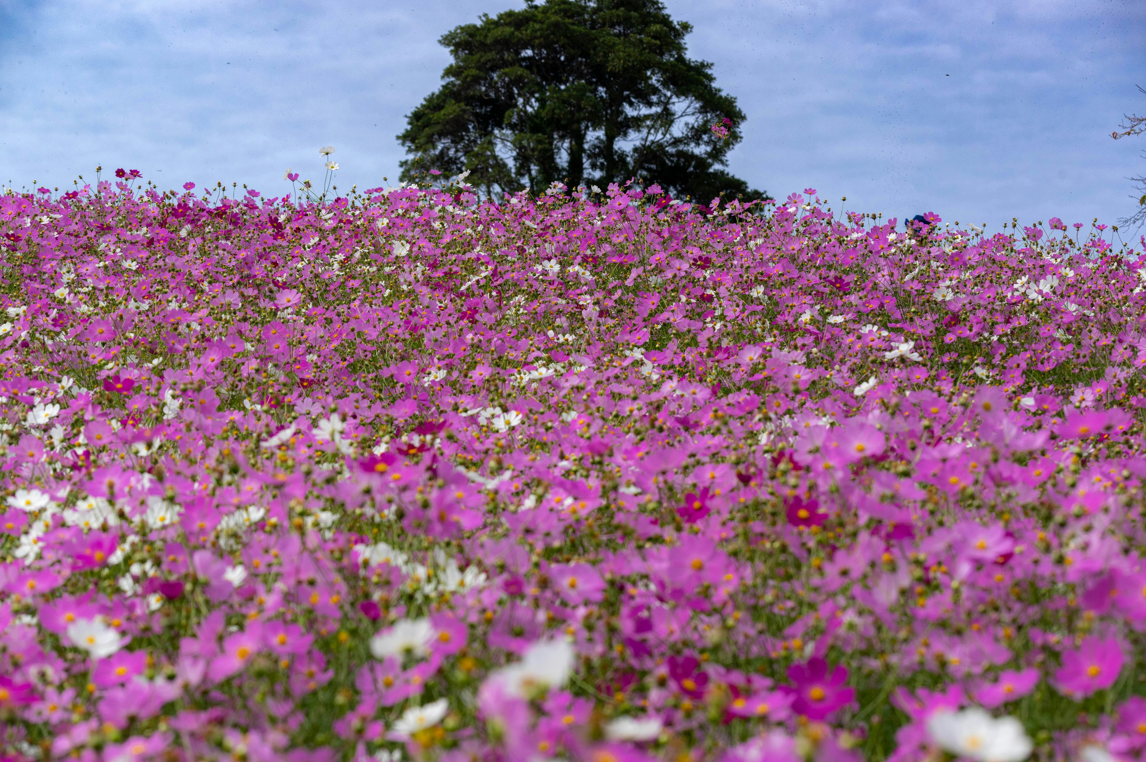 Campo vibrante di fiori rosa e bianchi con un albero sullo sfondo