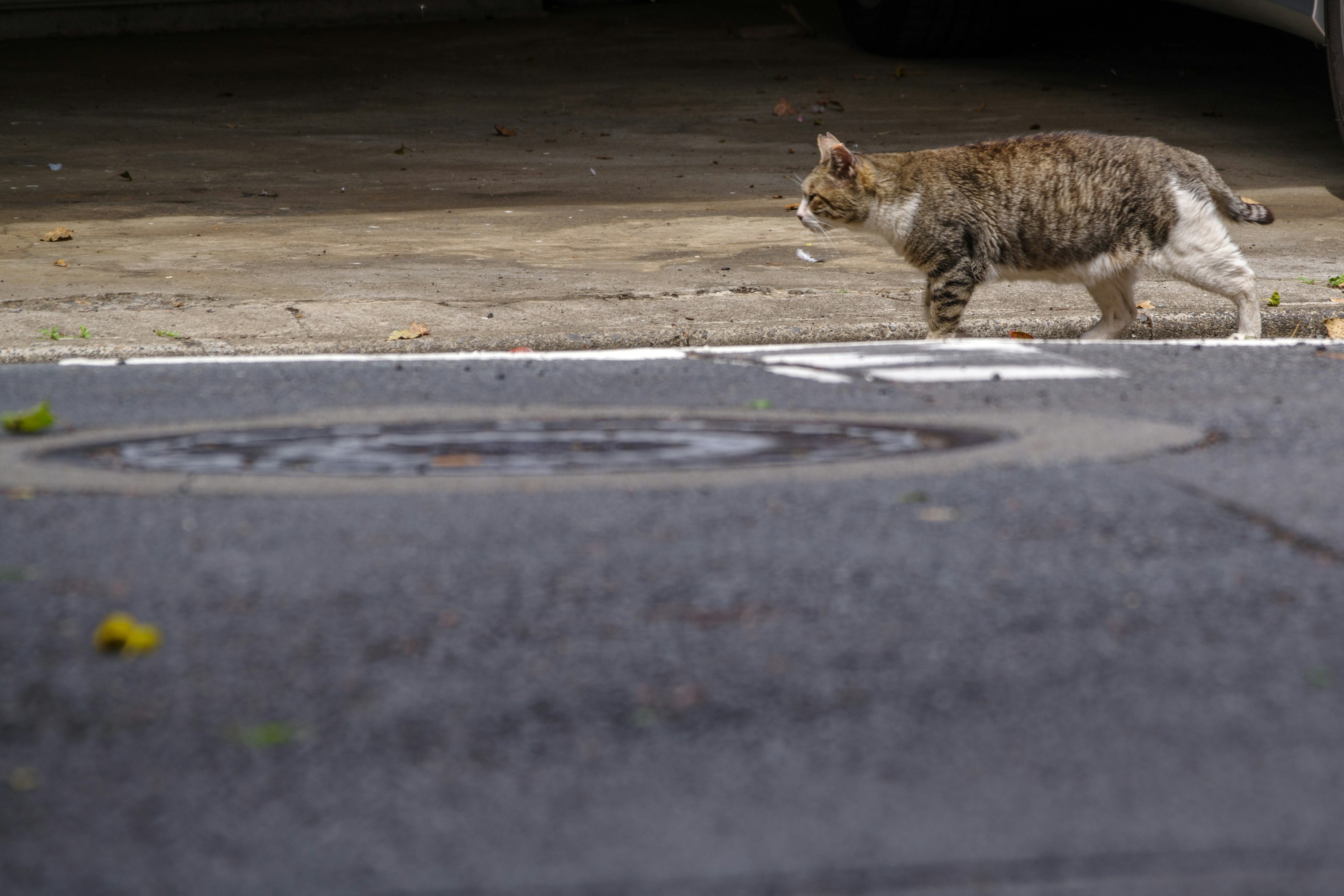 Eine Katze, die auf der Straße läuft