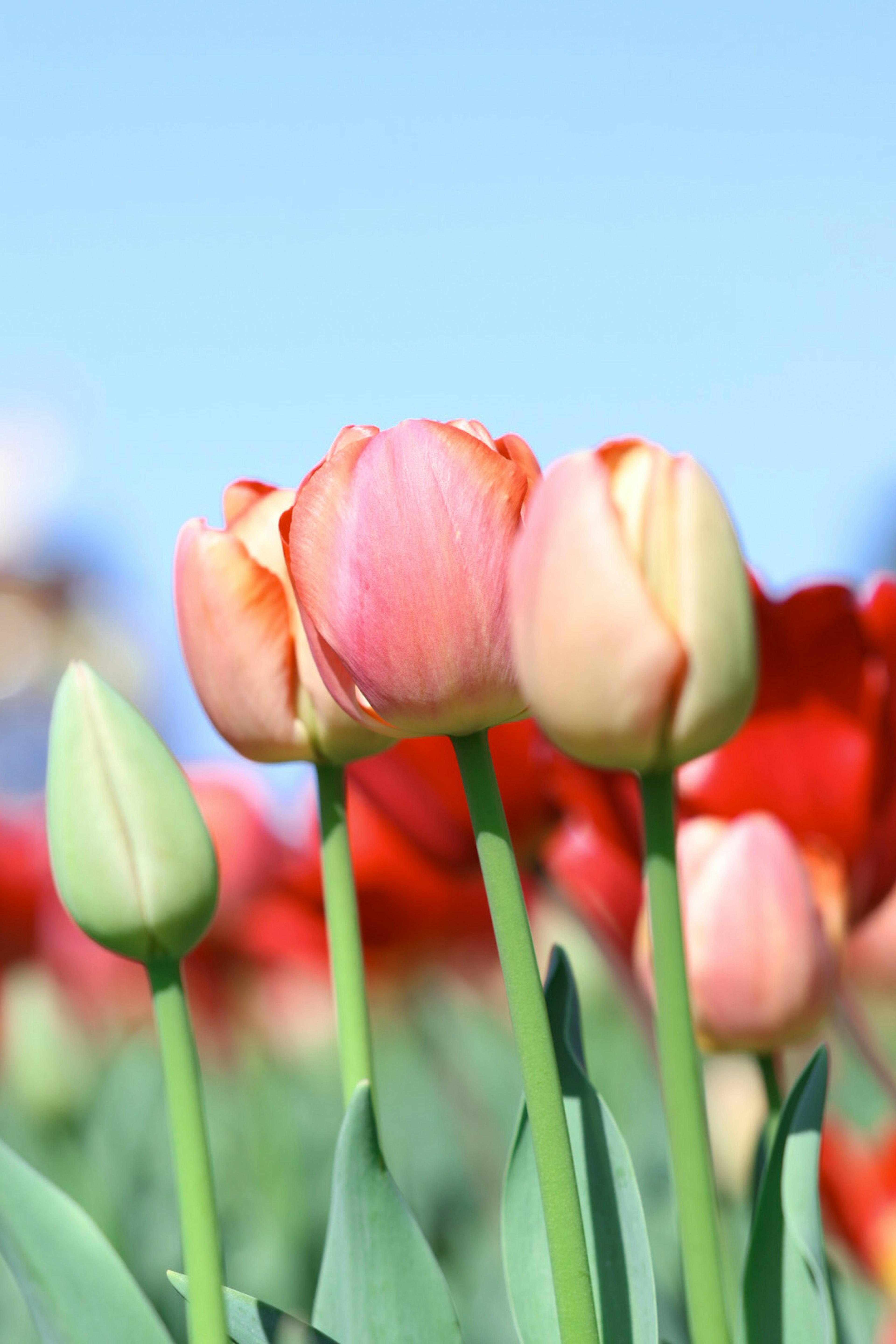 色とりどりのチューリップの花が咲いている風景