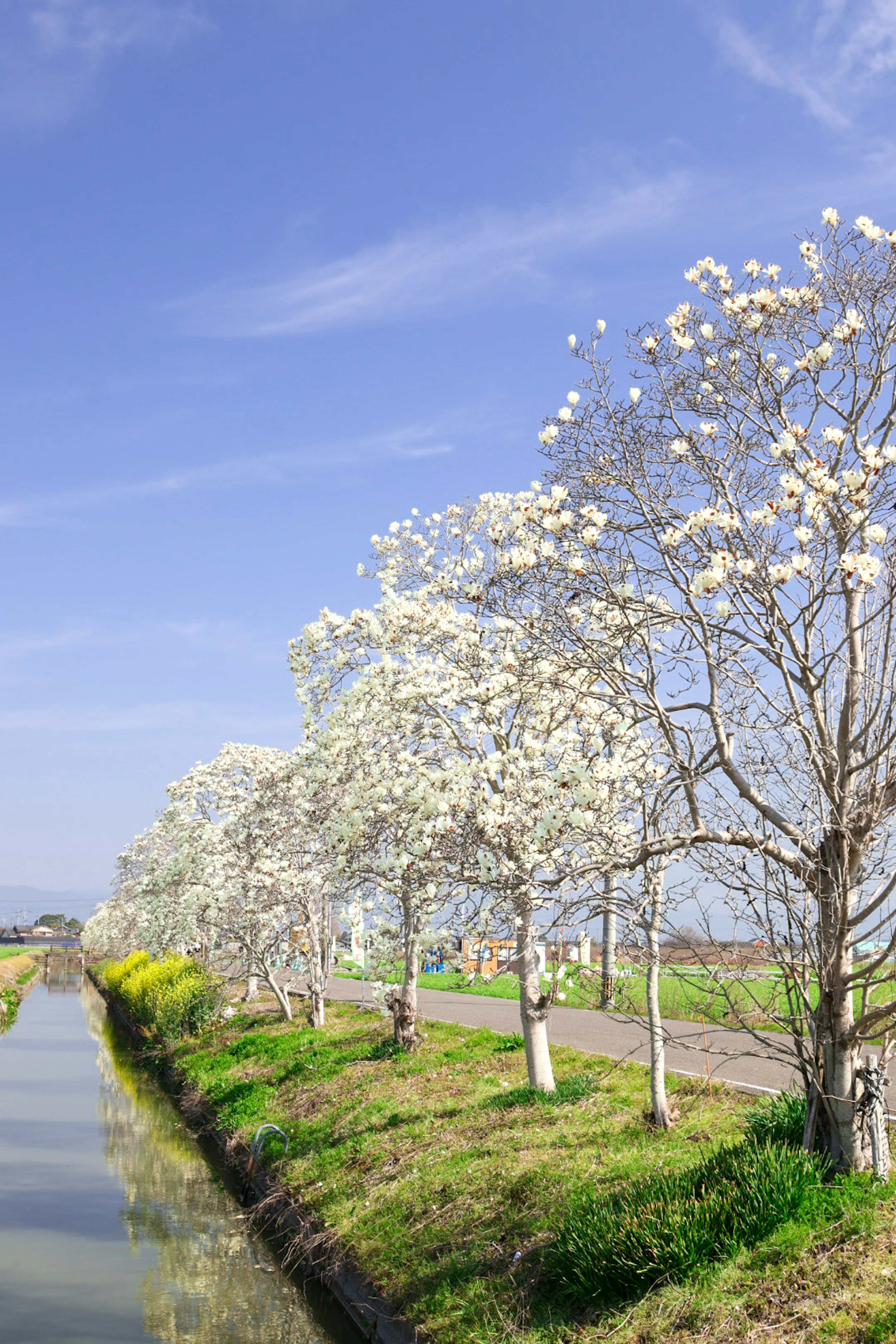 Landscape featuring trees with white flowers under a blue sky