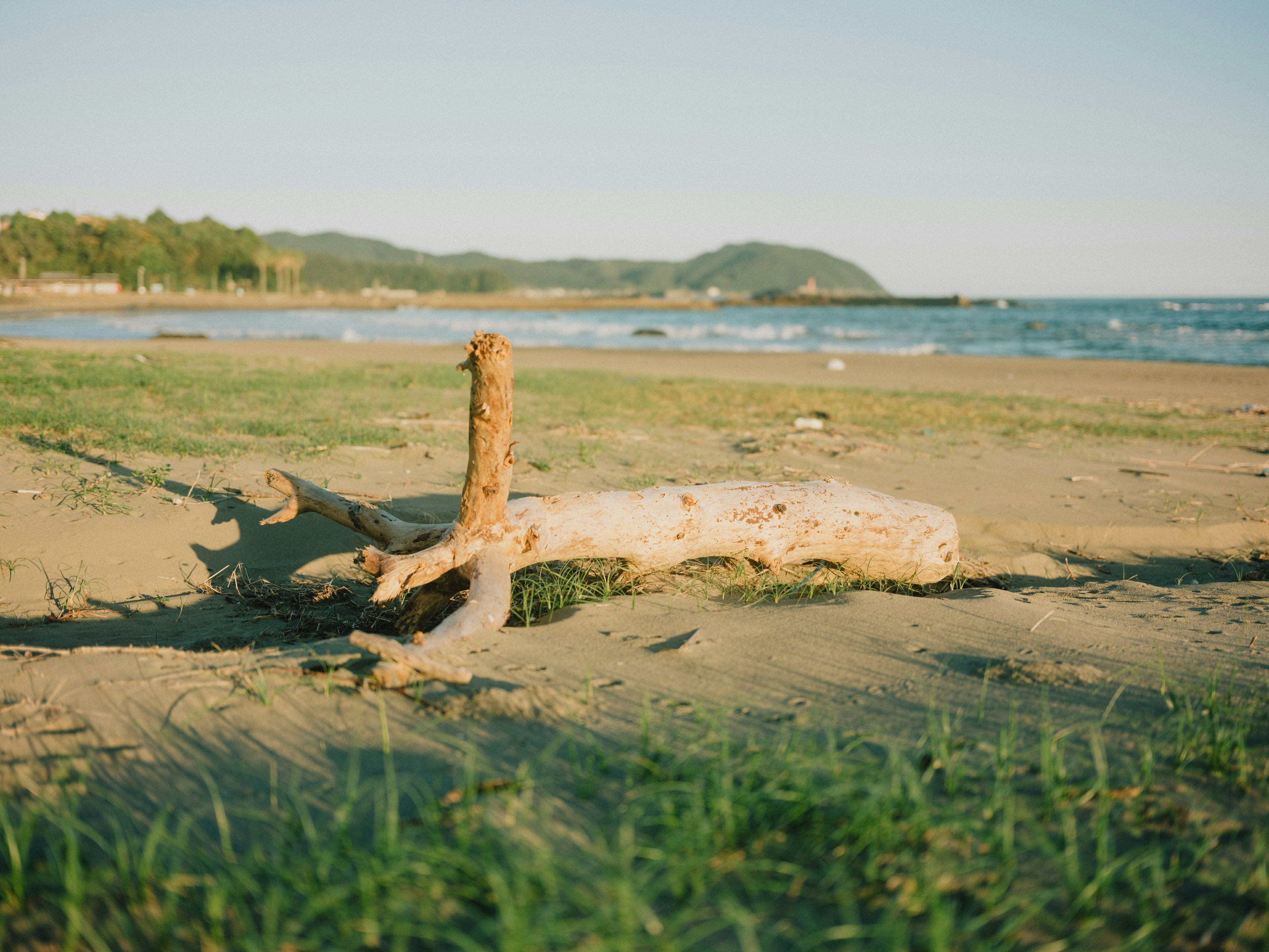 Driftwood lying on the beach near grassy area