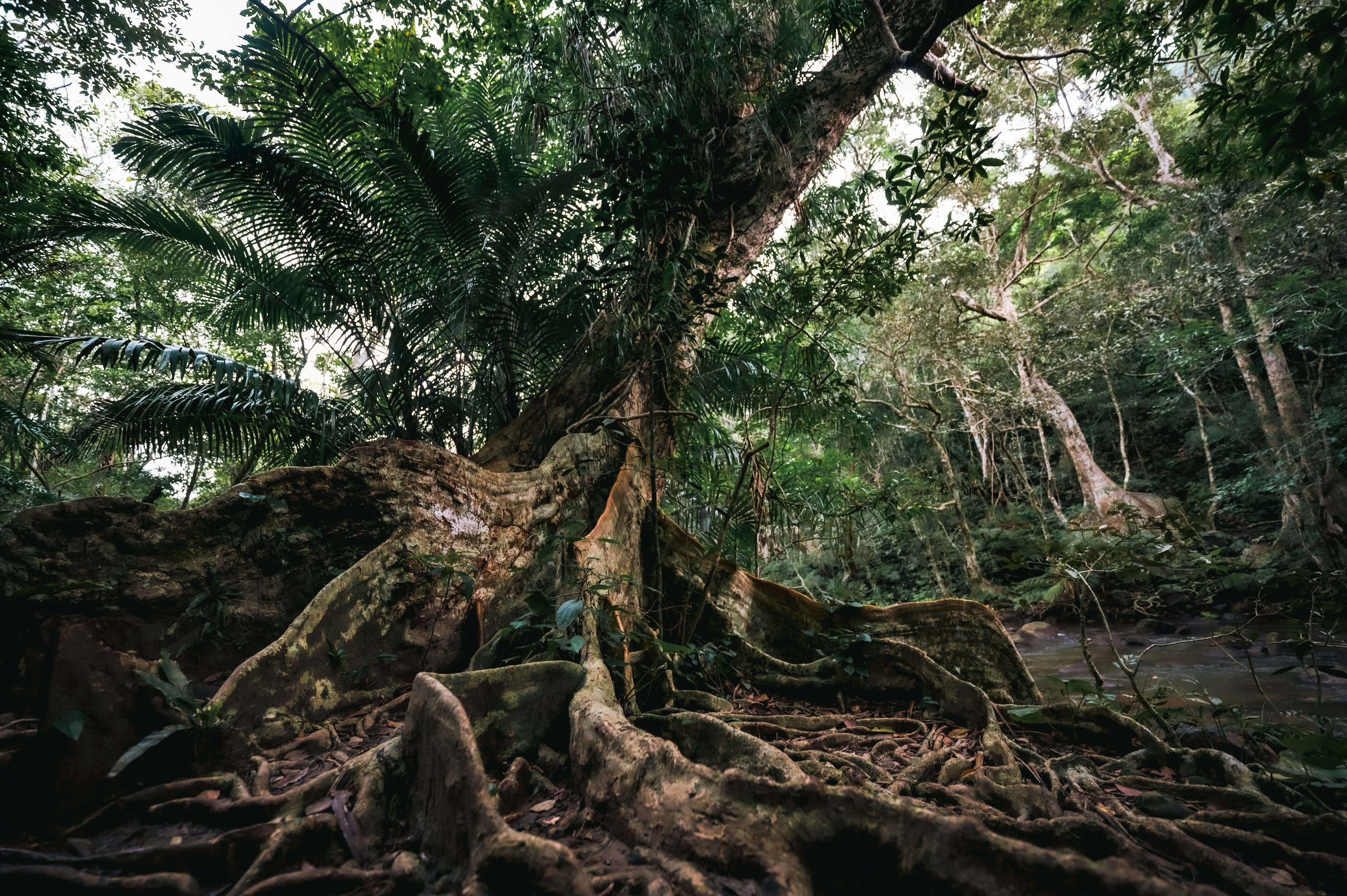 緑豊かな森の中の巨大な木の根元の風景