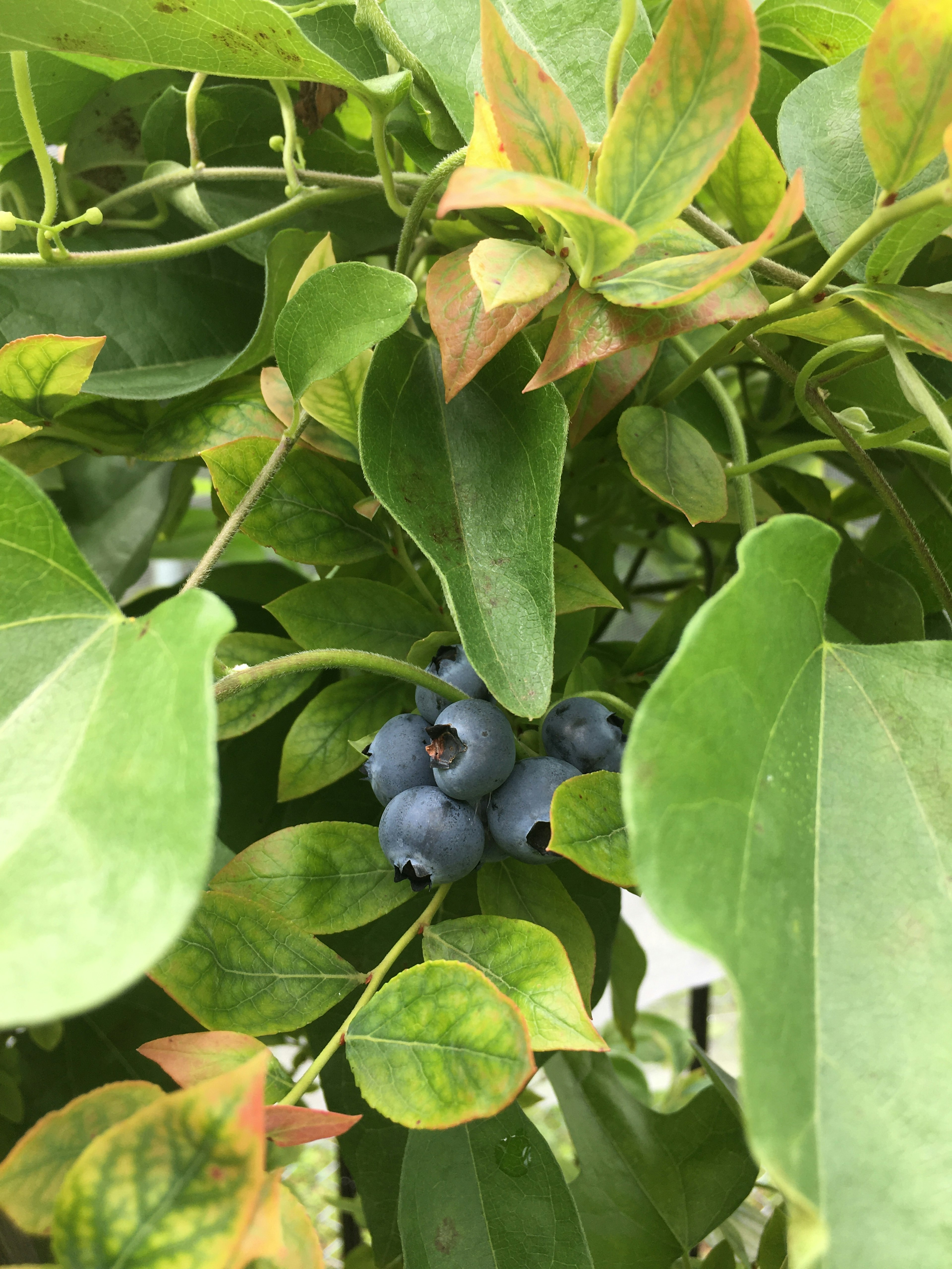 Blueberries nestled among green leaves