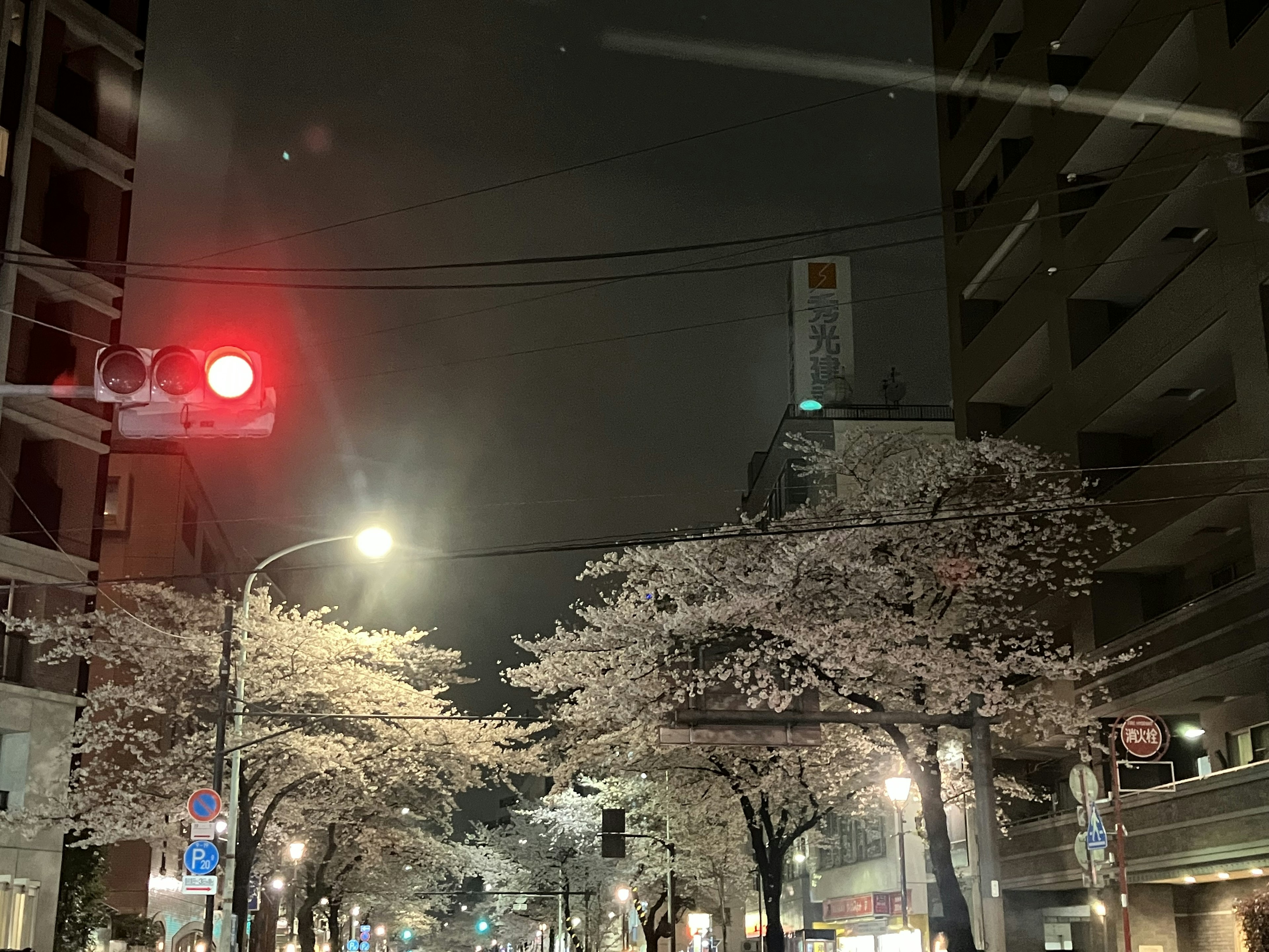 Night scene featuring cherry blossoms and a red traffic light