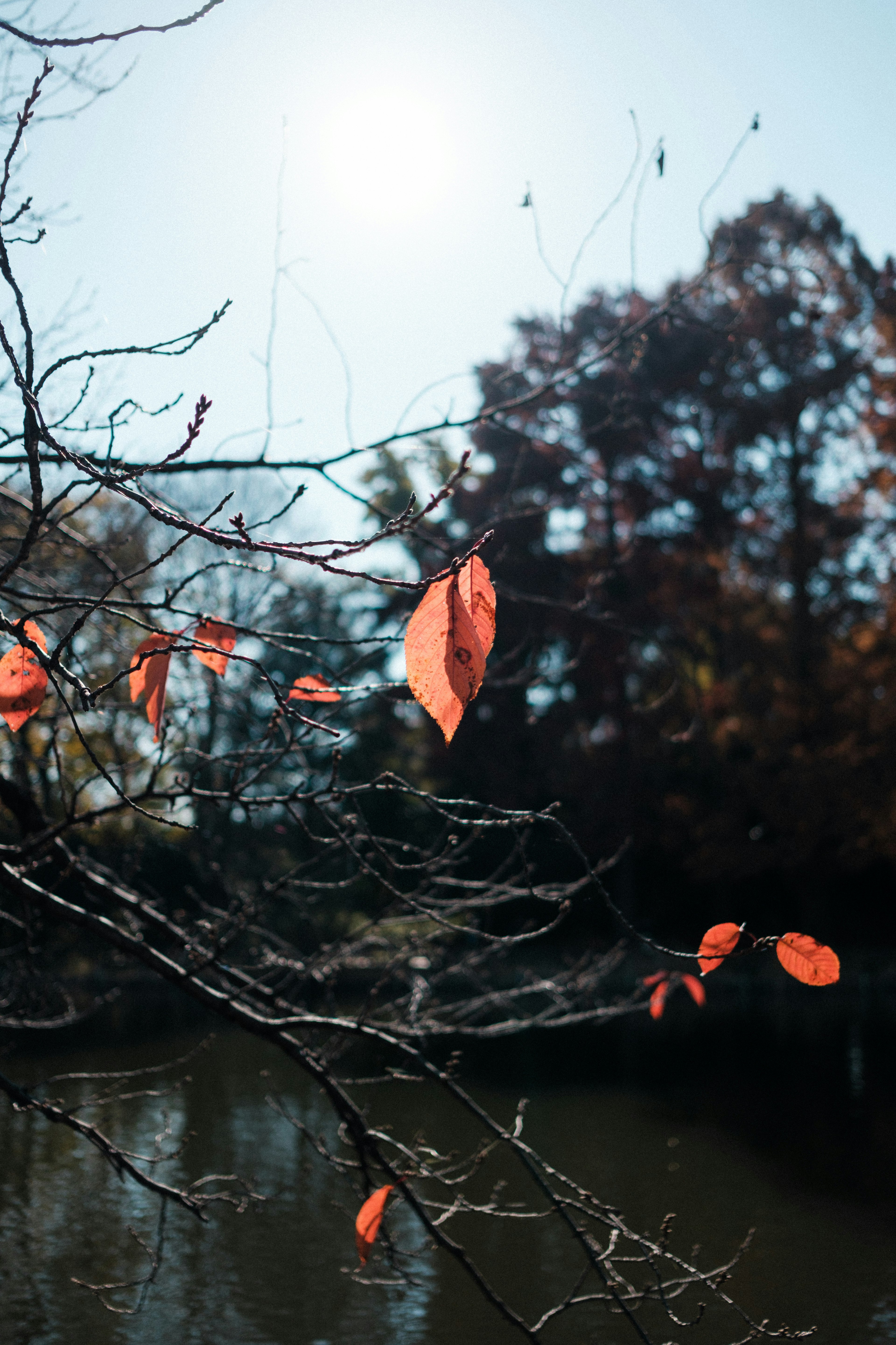 A branch with orange leaves against a backdrop of water under a blue sky