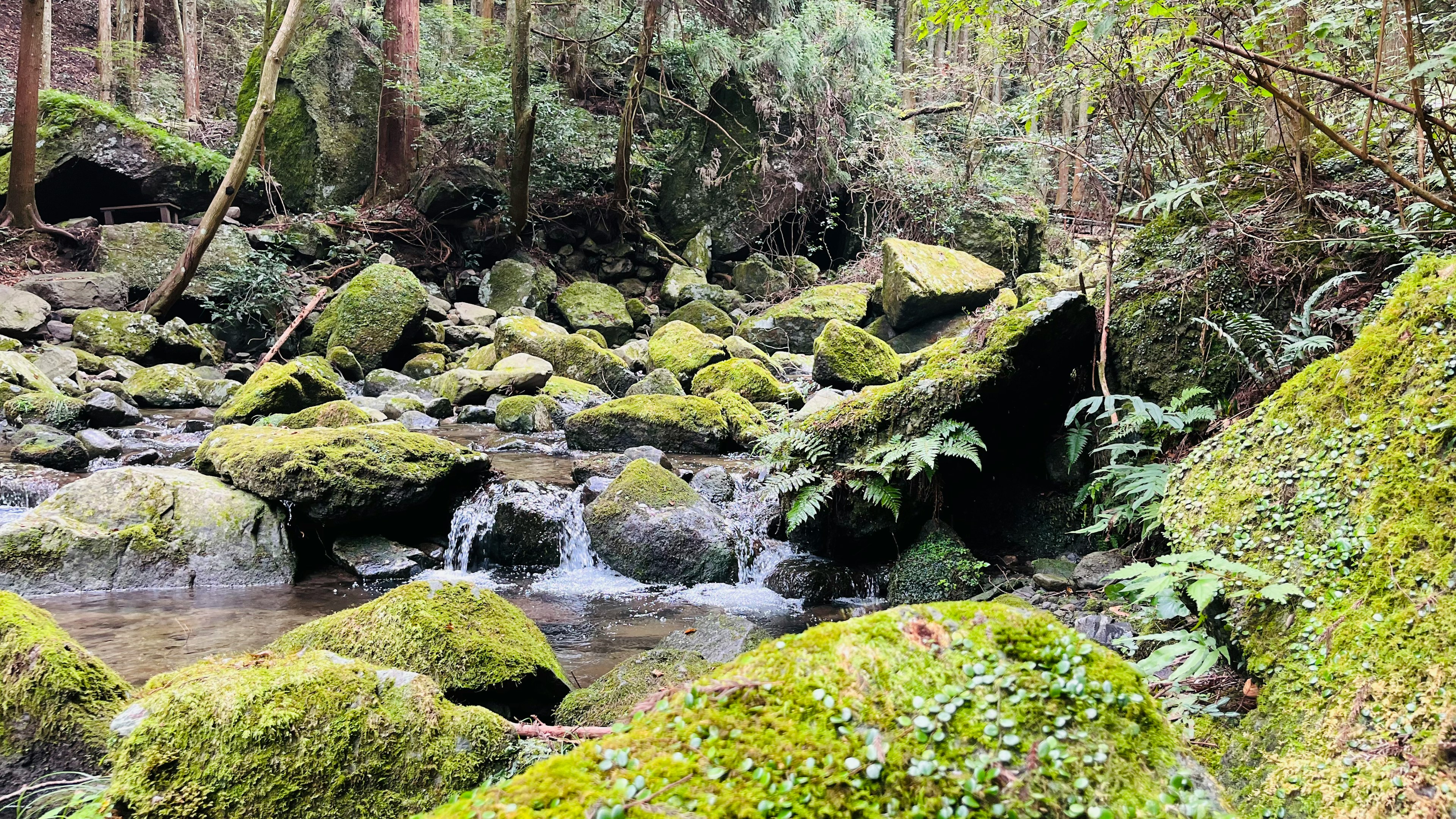 緑豊かな森林の中にある小川と苔むした岩