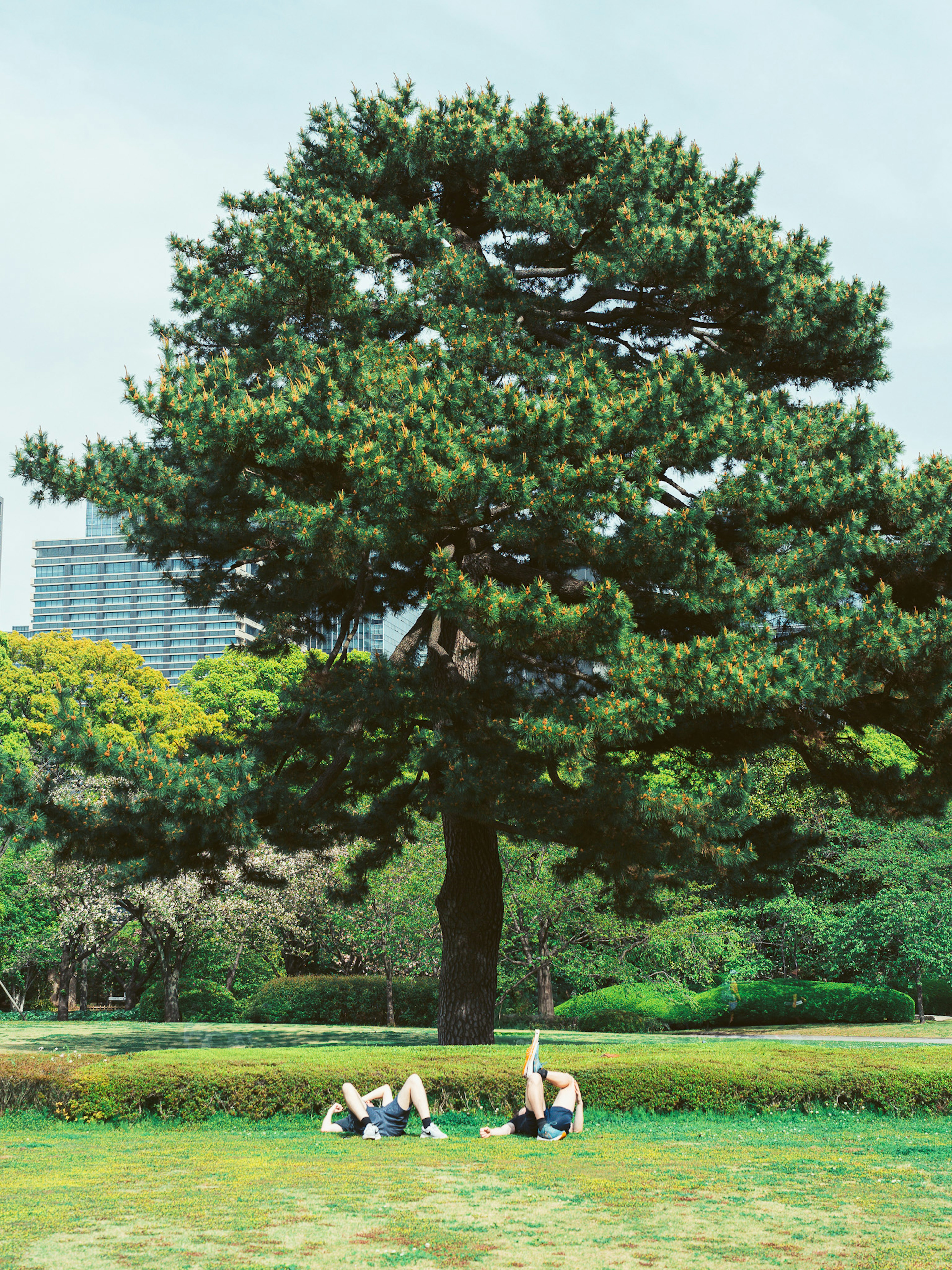 Due persone che si rilassano sotto un grande albero in un parco