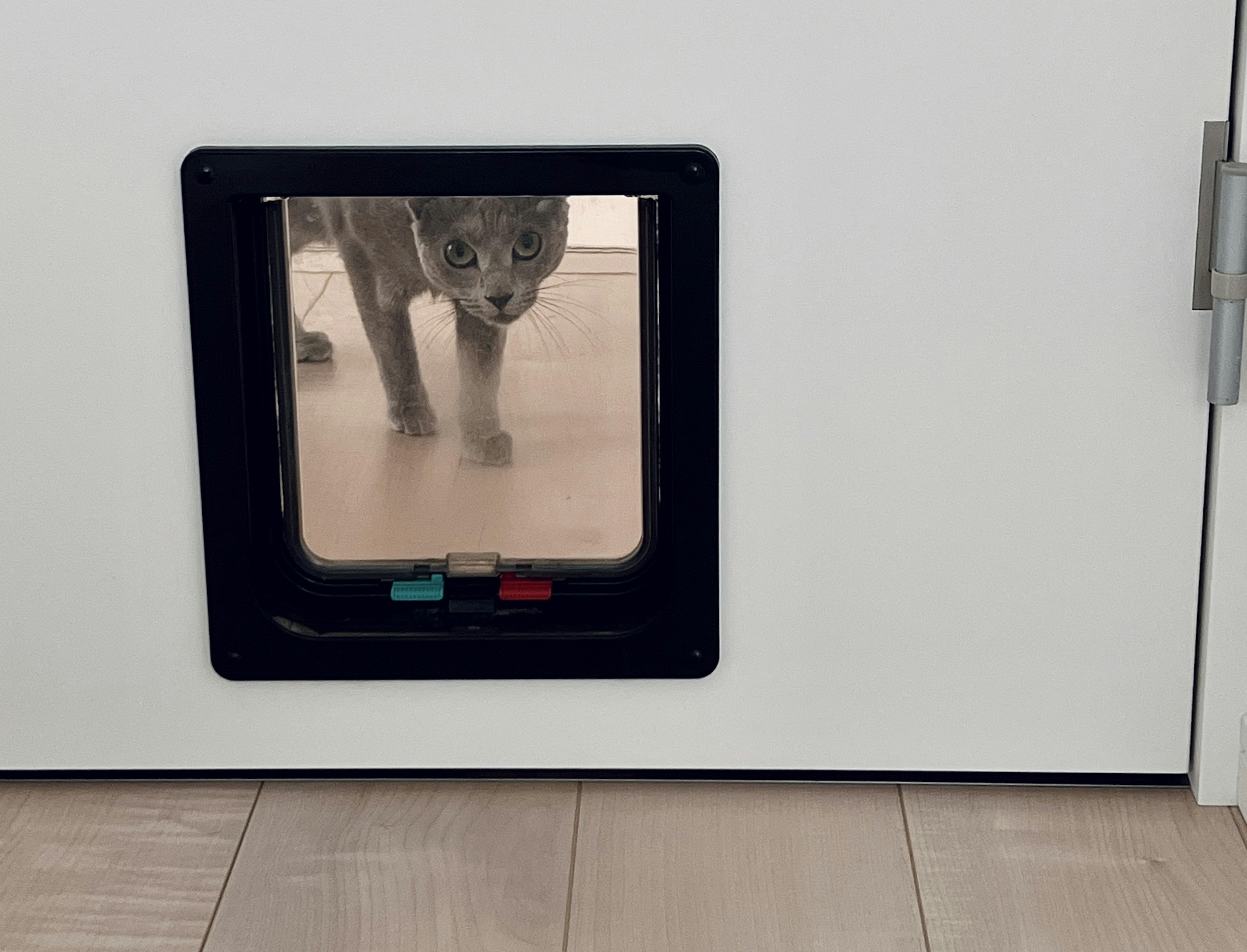 Un gatto che guarda attraverso una porta per animali