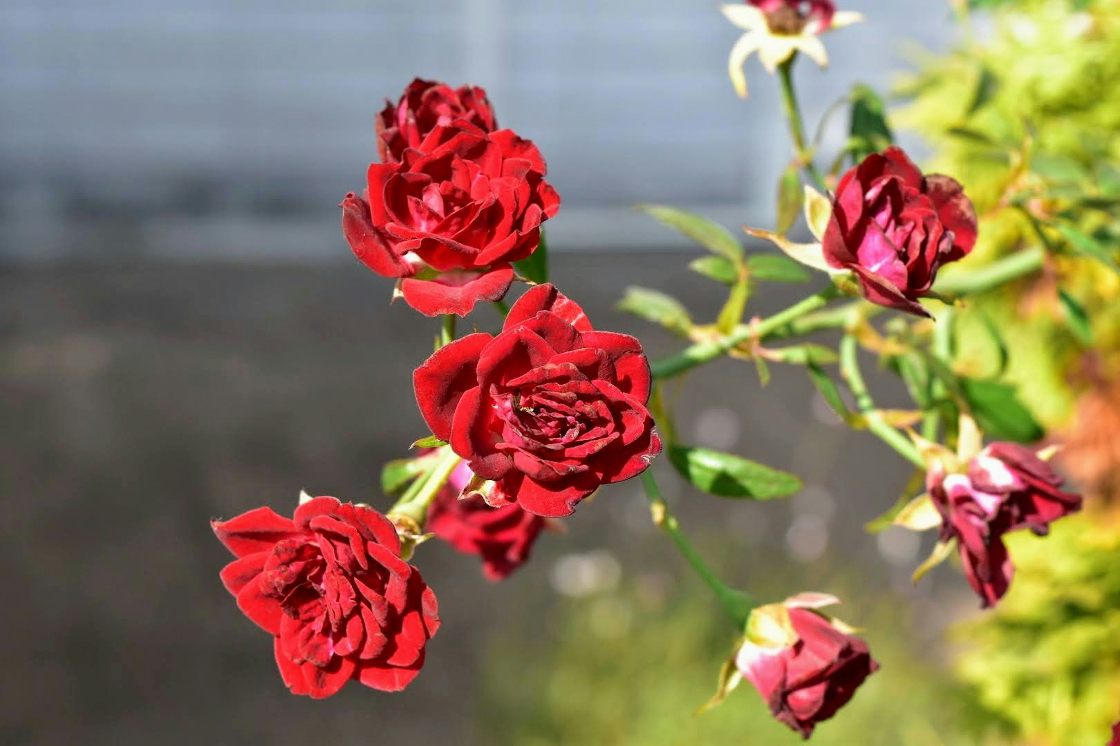 Cluster of vibrant red roses in full bloom