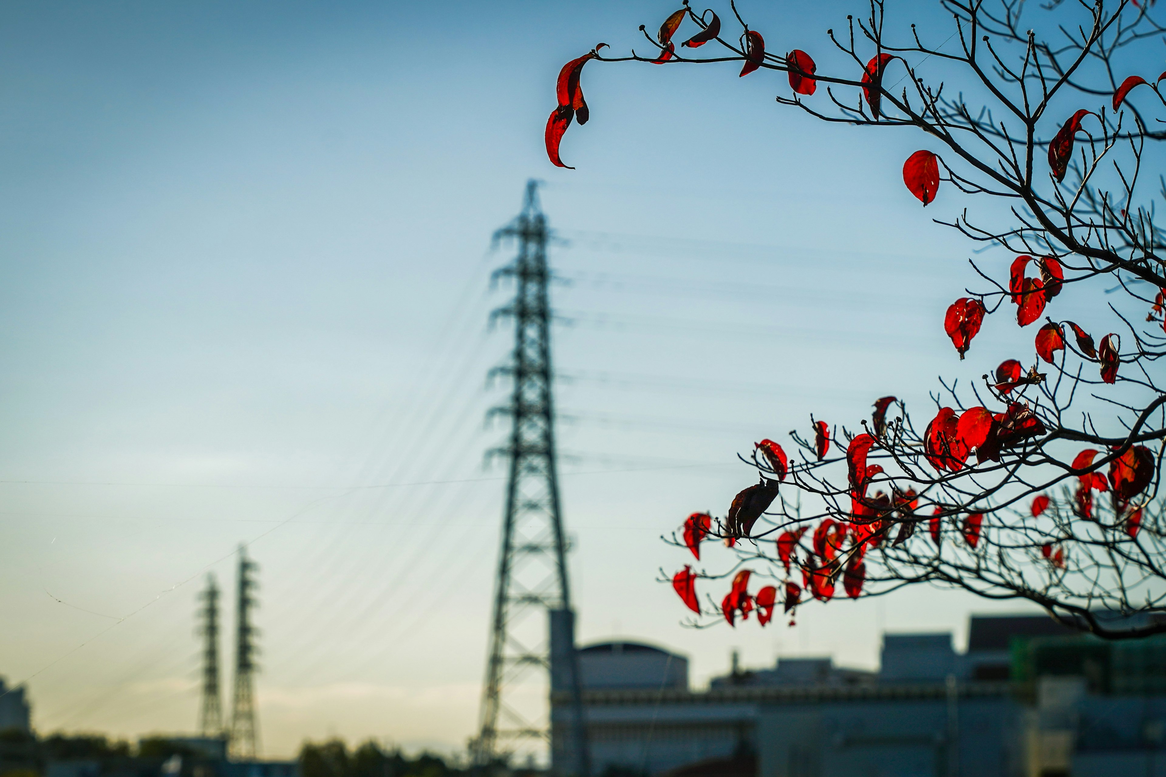 Un paisaje con un árbol de hojas rojas y líneas eléctricas de fondo