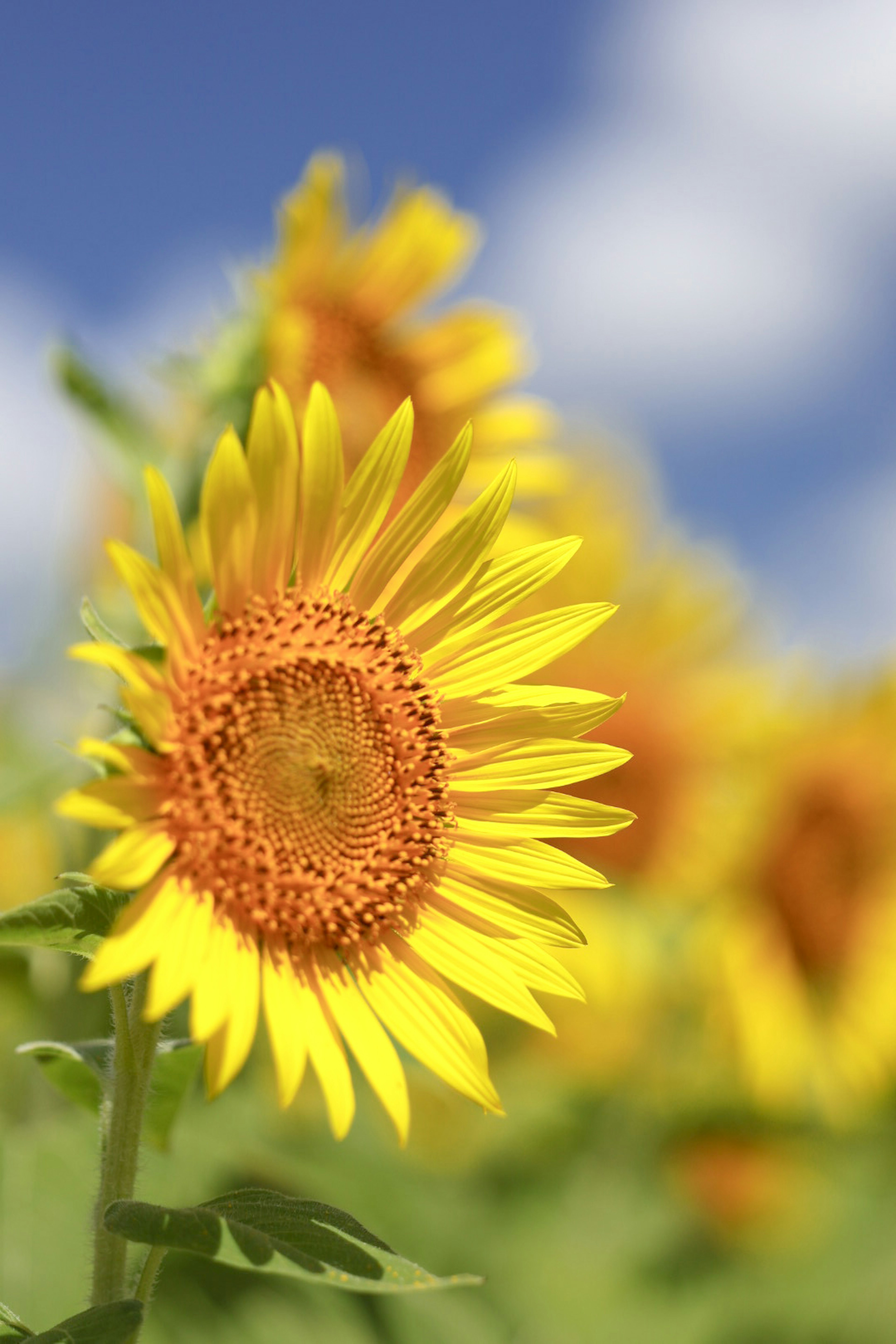 Des tournesols vibrants fleurissant contre un ciel bleu