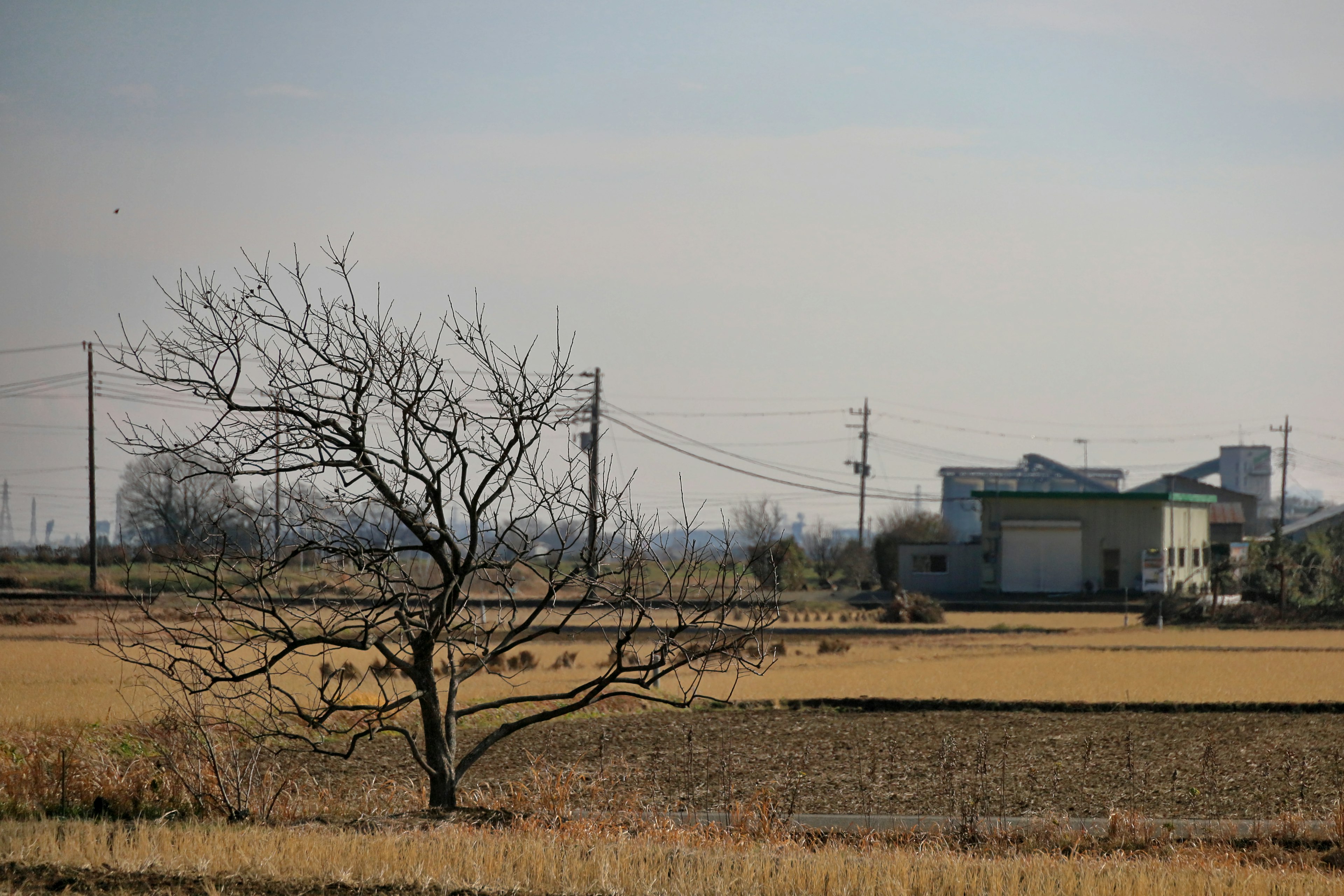 Arbre nu dans un paysage rural avec des bâtiments au loin