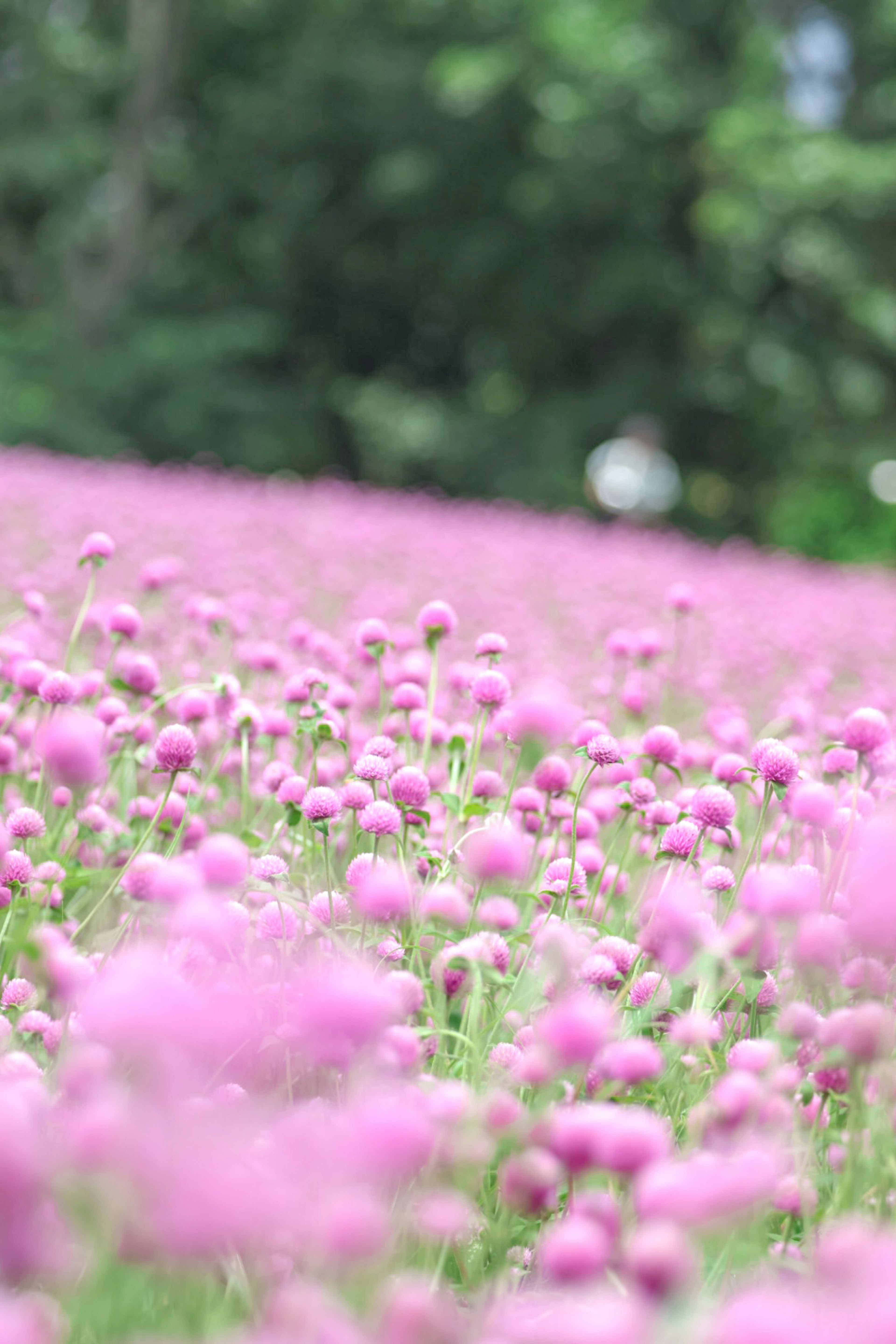 色とりどりのピンクの花が咲き誇る美しい風景