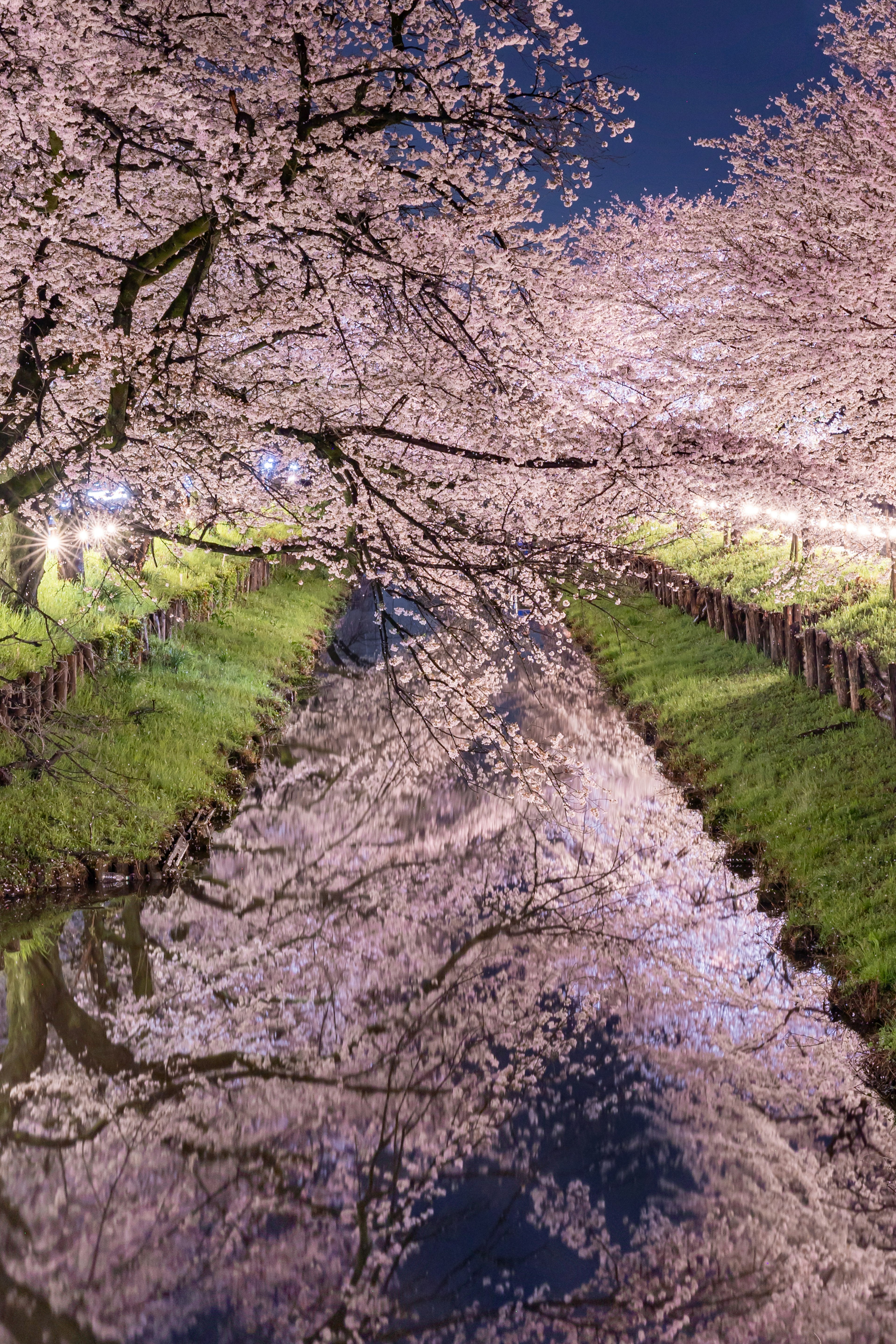 Night view of cherry blossoms reflecting on the water