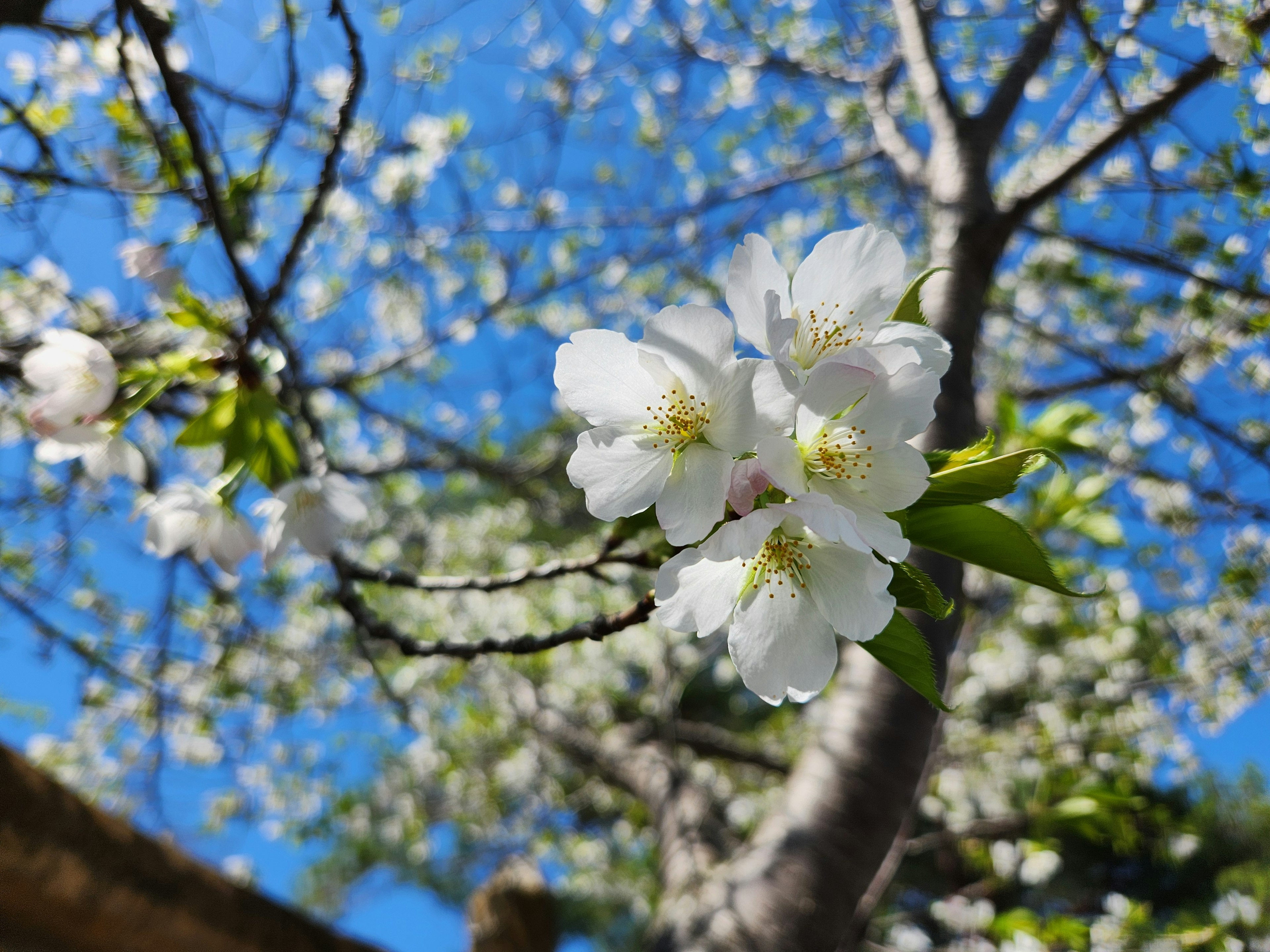 White cherry blossoms blooming under a blue sky