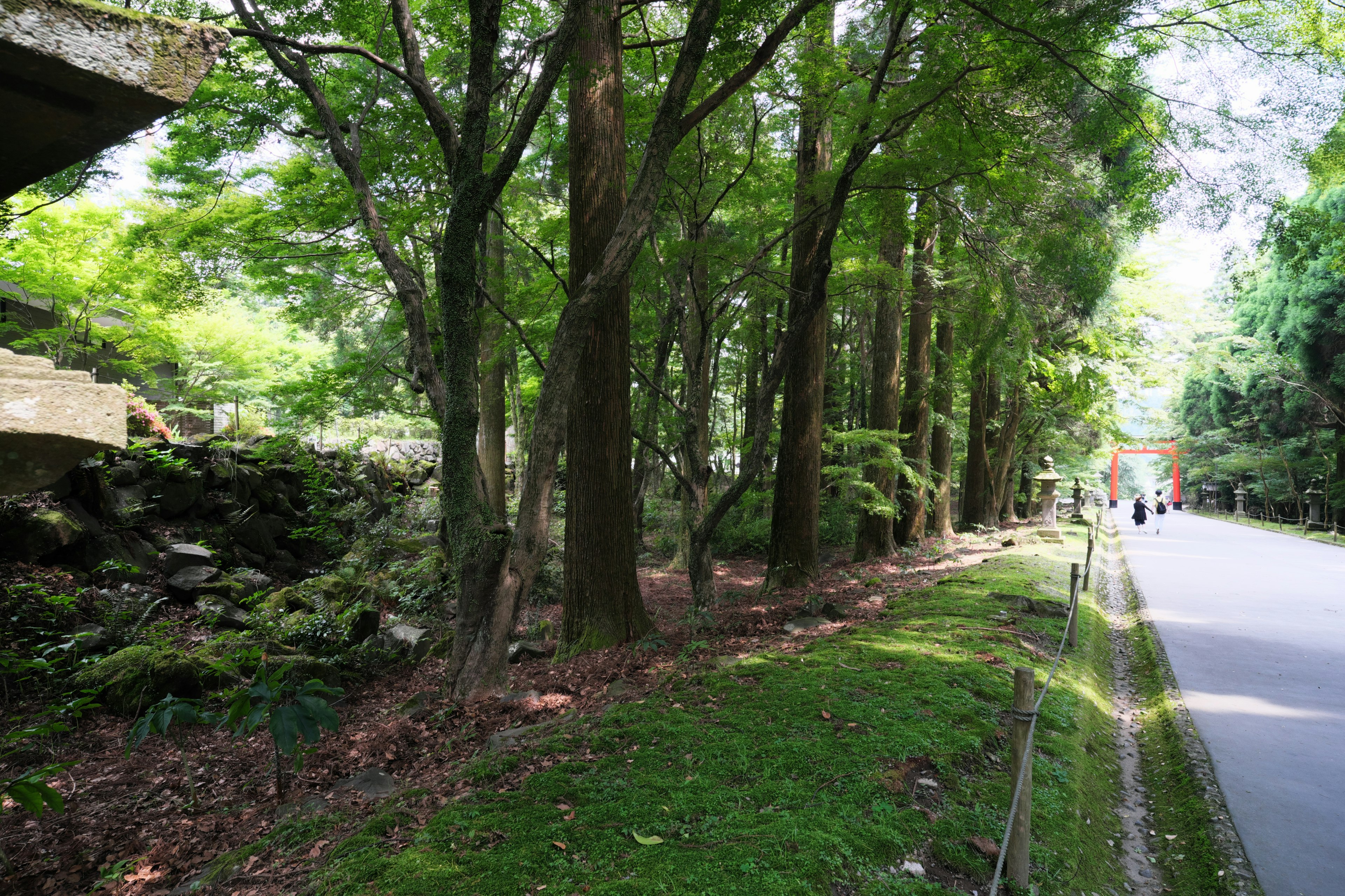 Arbres verts luxuriants bordant un chemin pittoresque