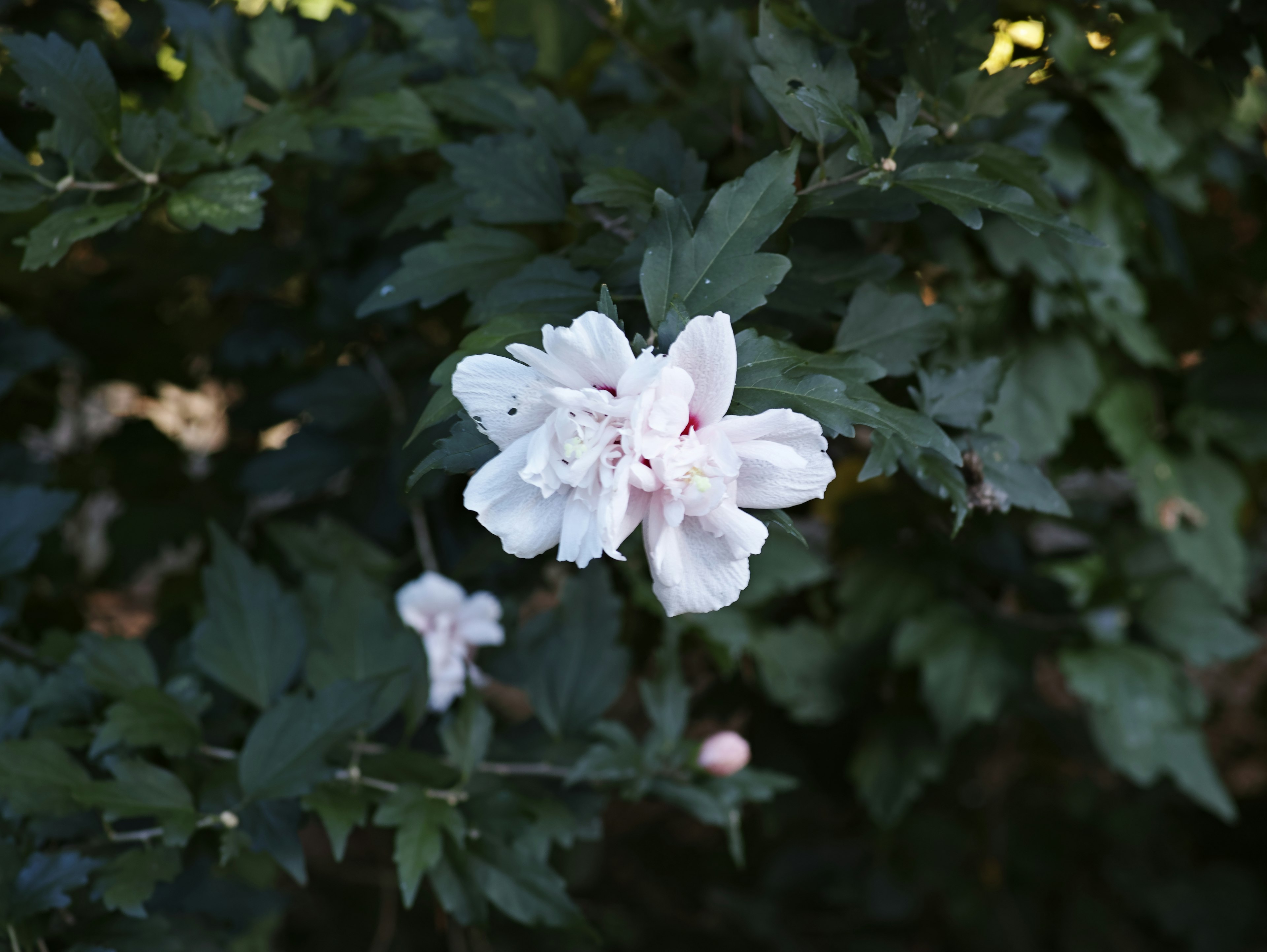 Primer plano de una planta con flor rosa pálido y hojas verdes