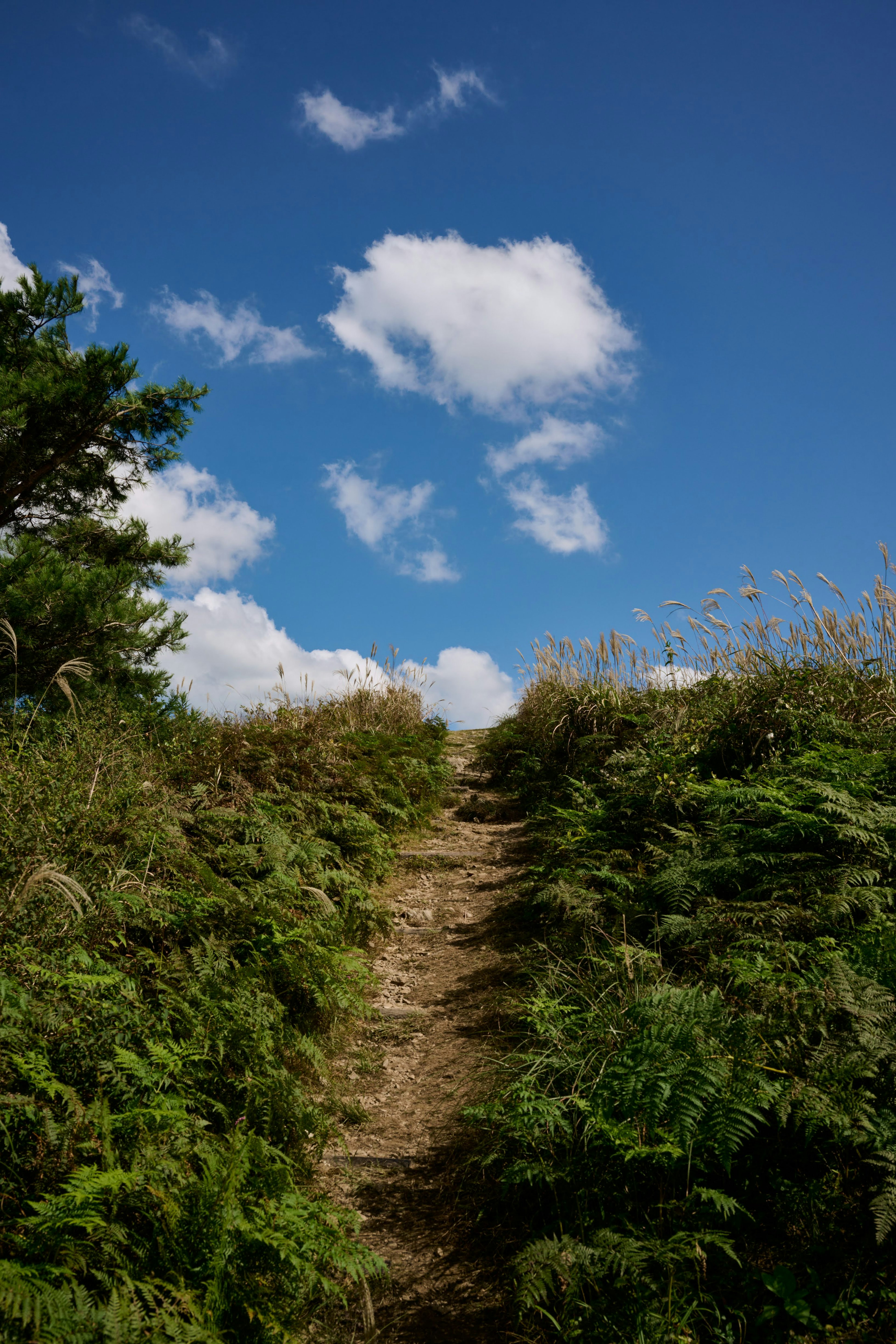 青空と雲の下に生い茂る草と道