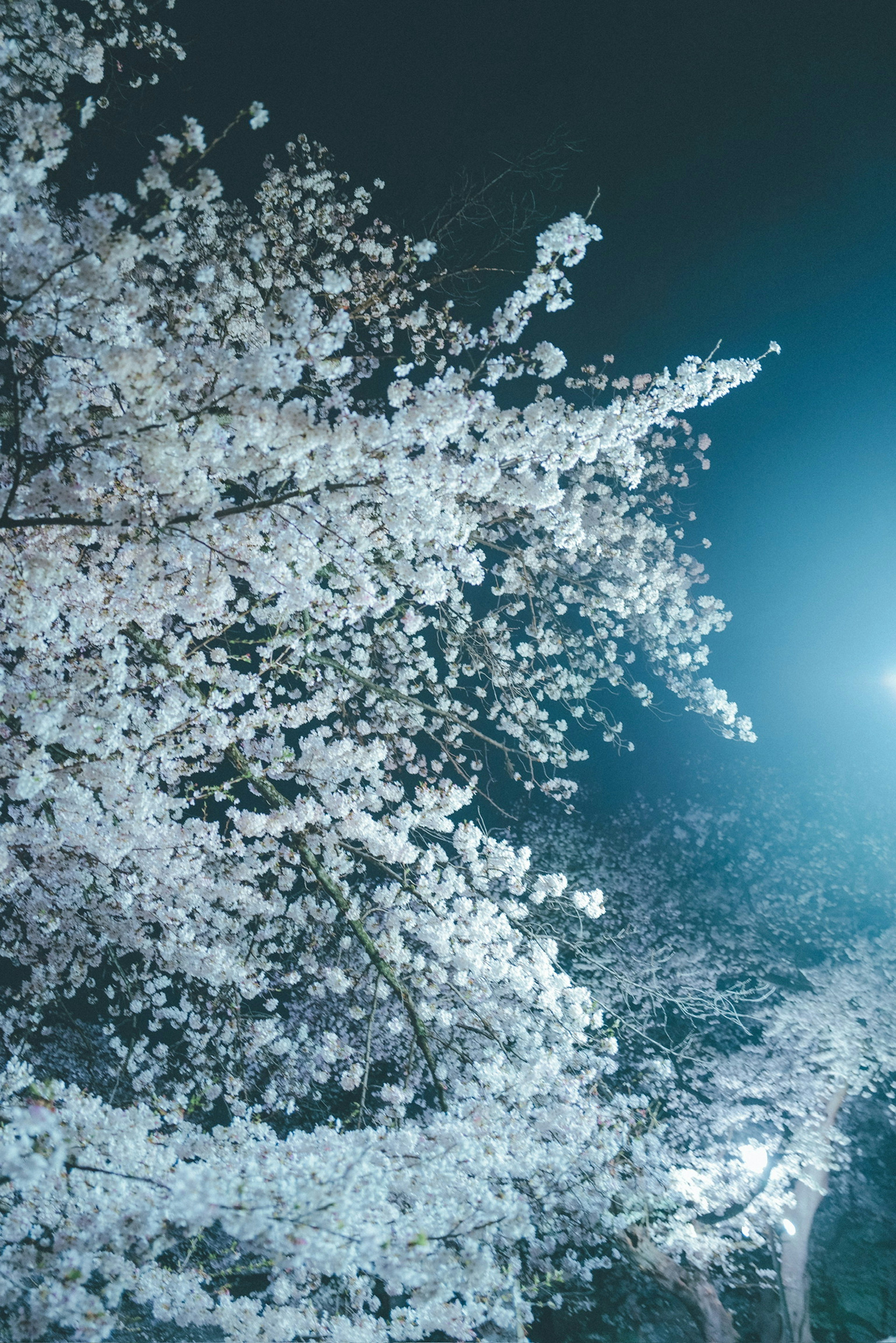 Weiße Kirschblüten blühen vor einem blauen Nachthimmel