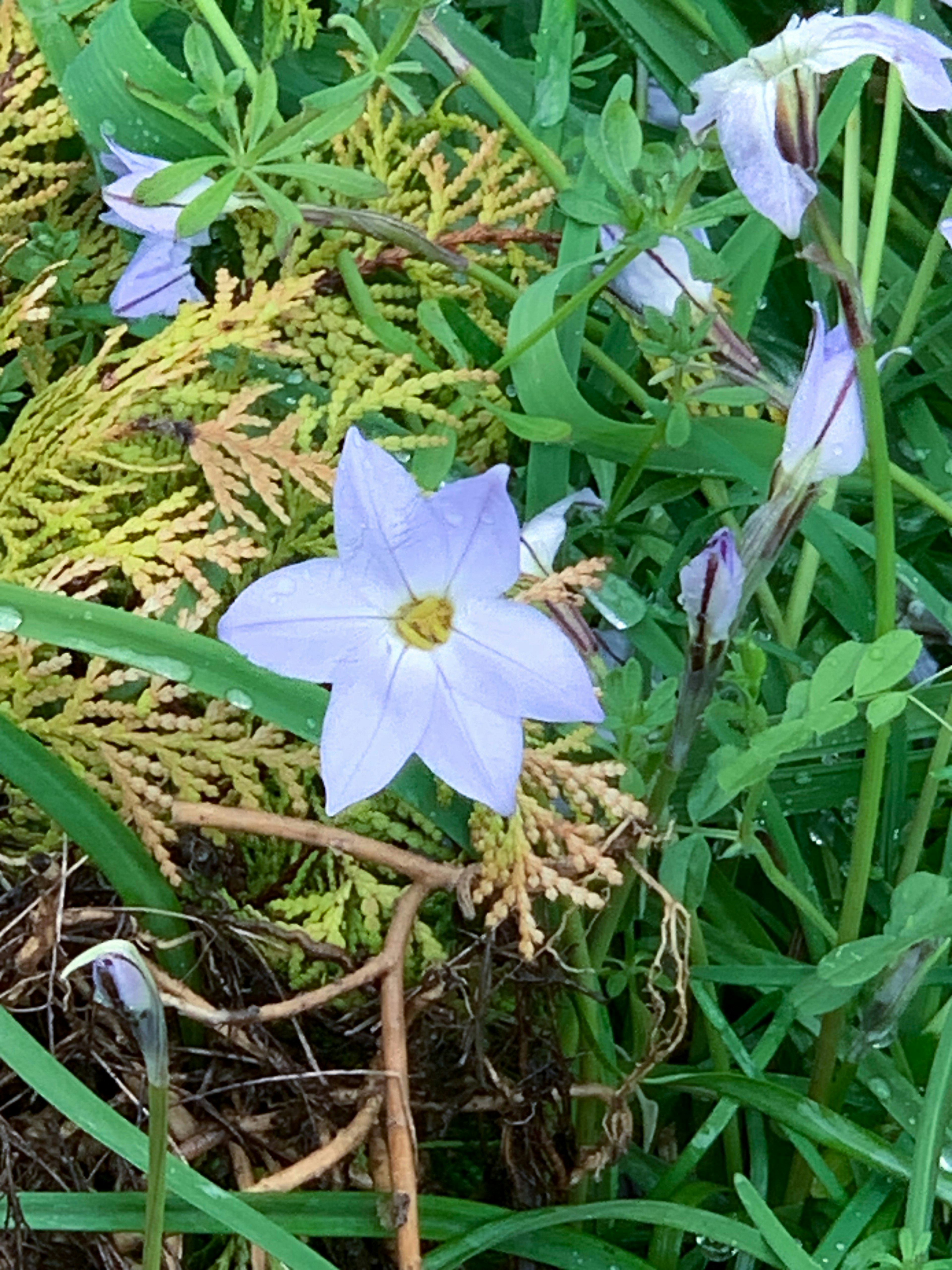 Une fleur violette clair entourée de feuillage vert dans une zone herbeuse