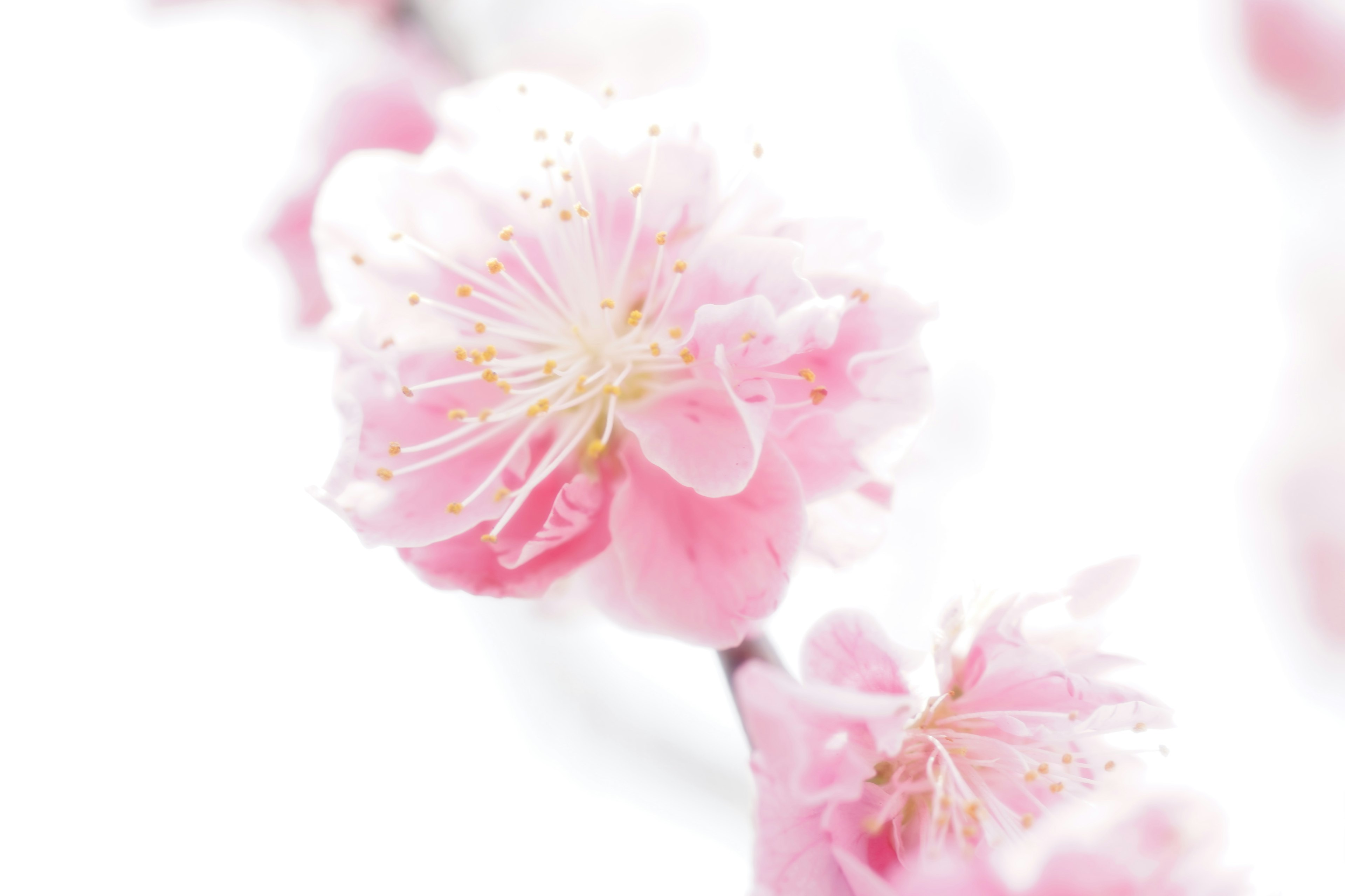 Gros plan de fleurs roses délicates sur une branche