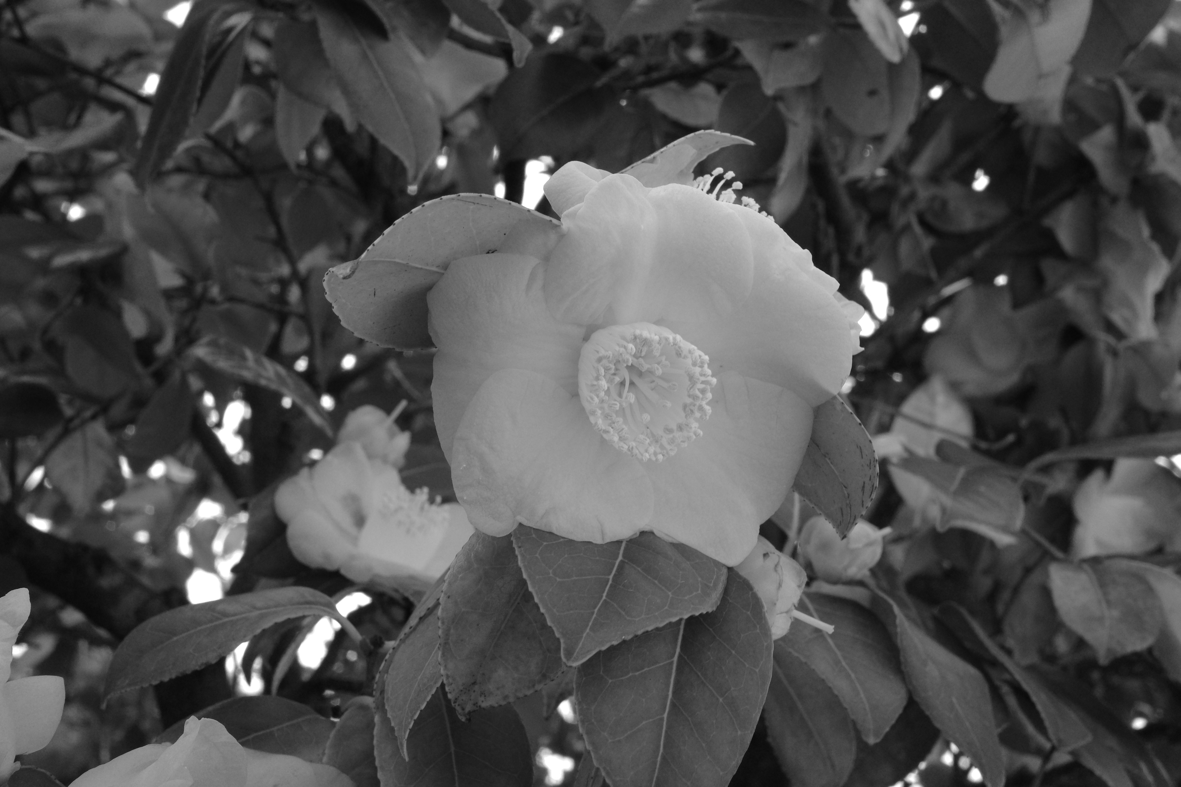 Close-up of a black and white flower and leaves on a tree branch