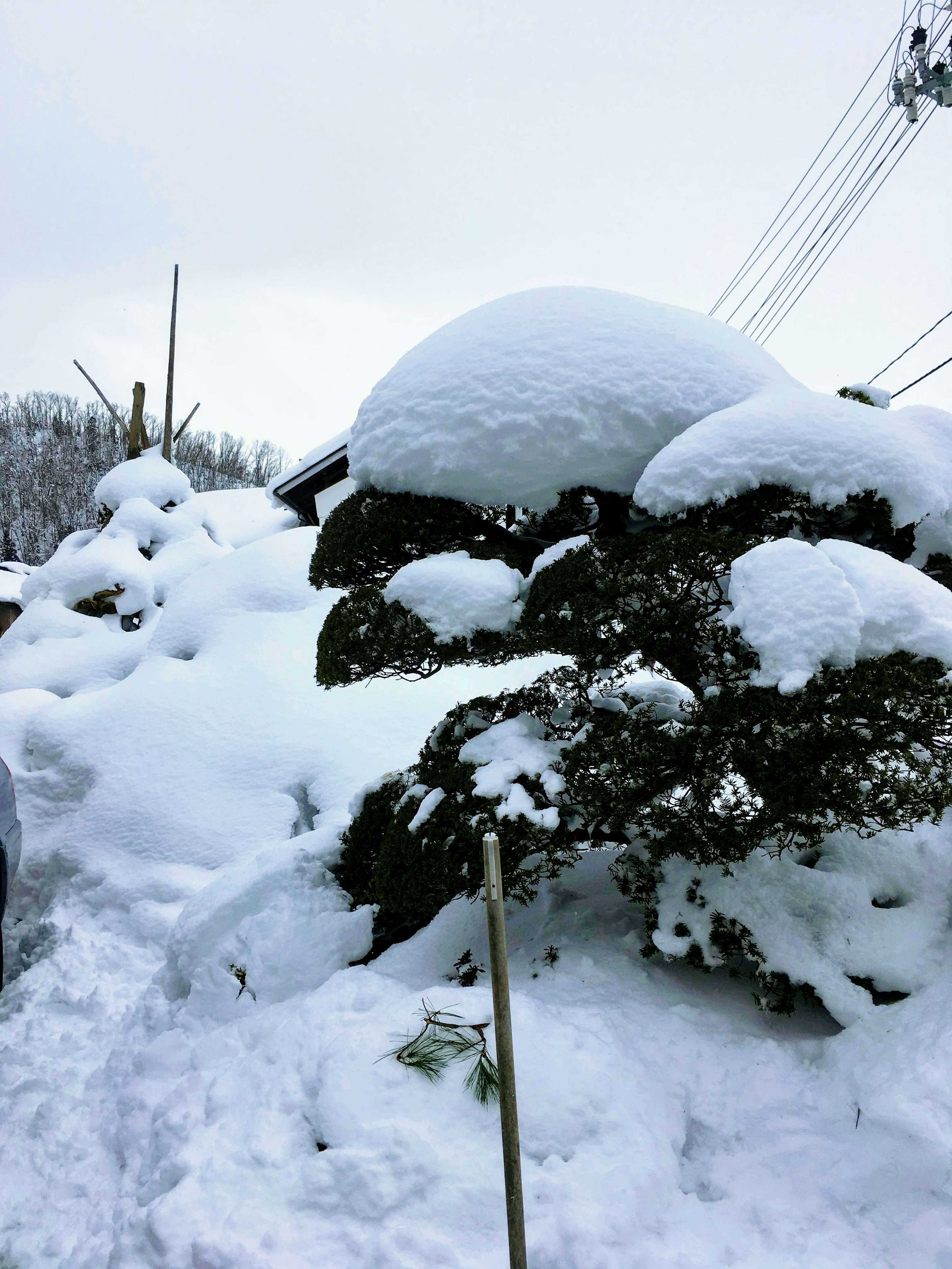 Vista panoramica di rocce e alberi coperti di neve