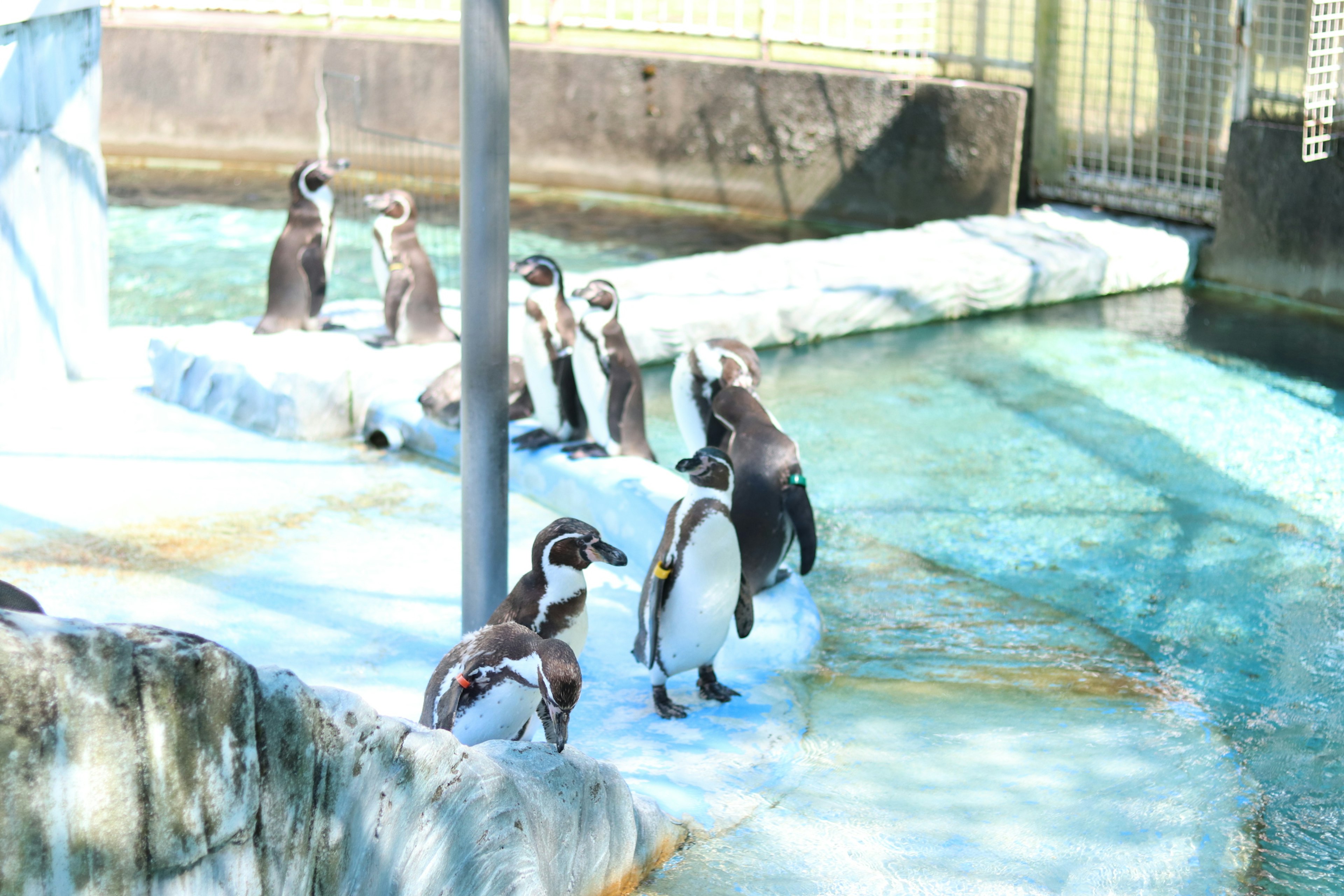 Gruppo di pinguini vicino all'acqua con una superficie blu