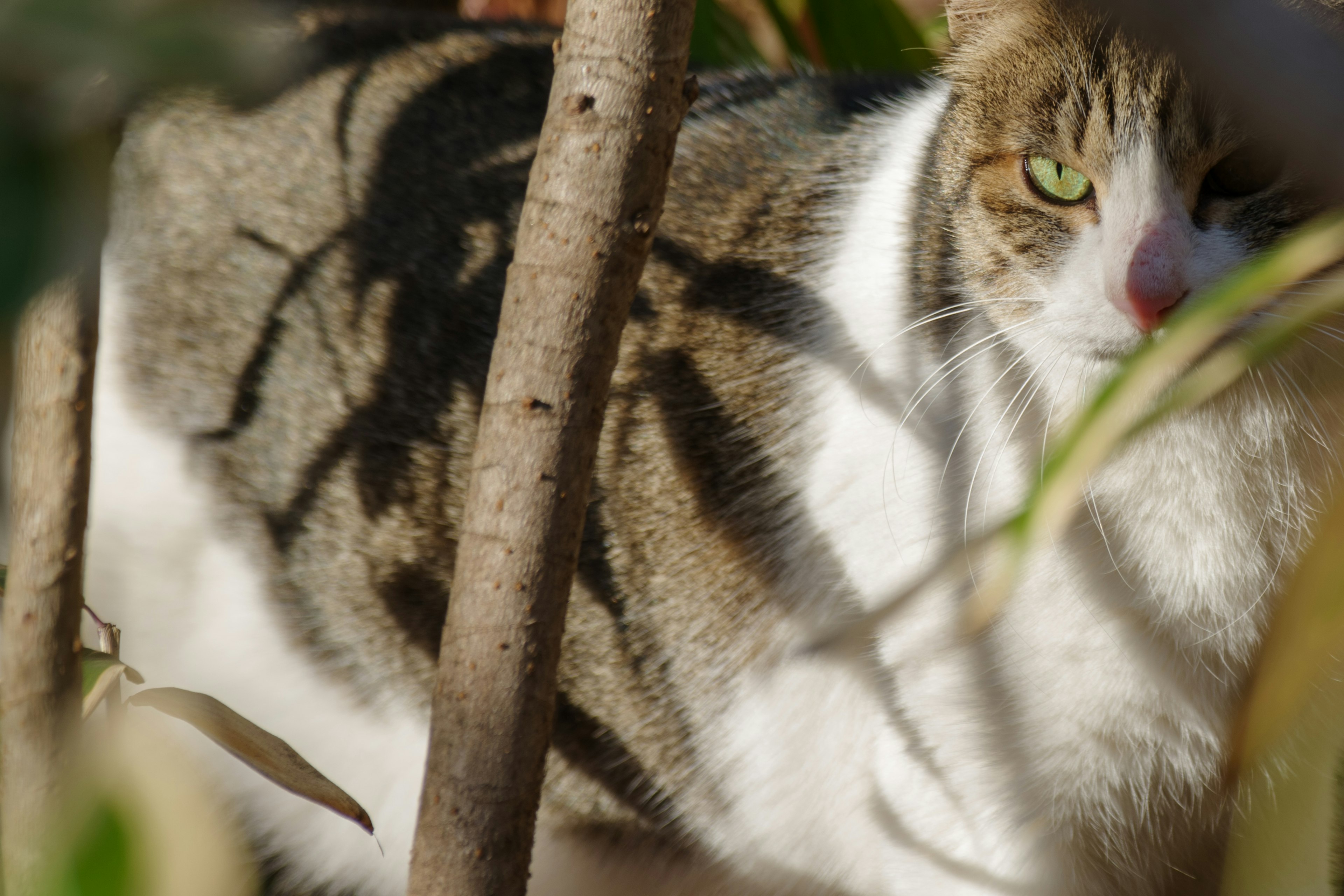 Kucing yang bersembunyi di antara cabang dengan mata hijau dan pola bulu yang khas