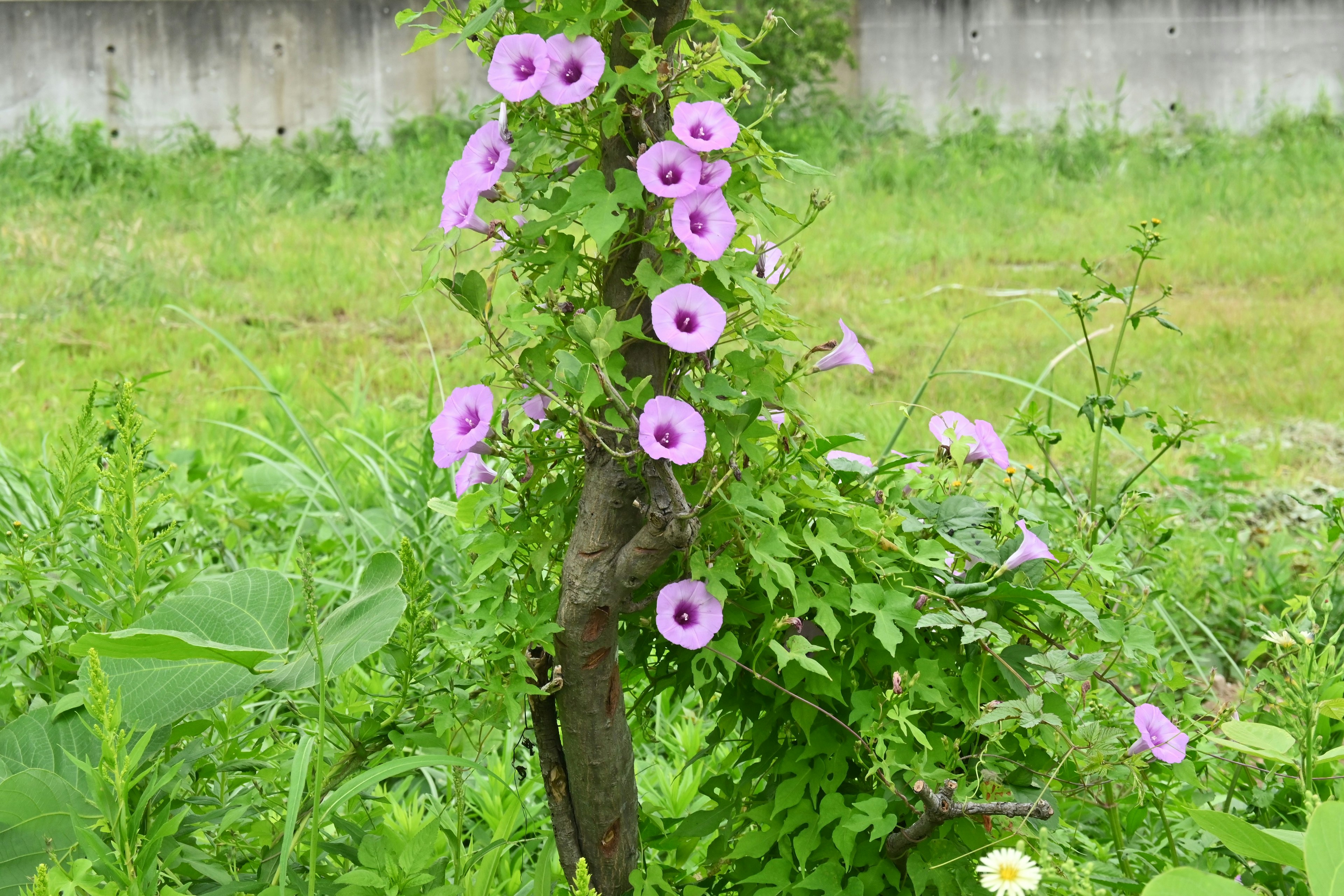 Plant stem adorned with purple flowers surrounded by green grass