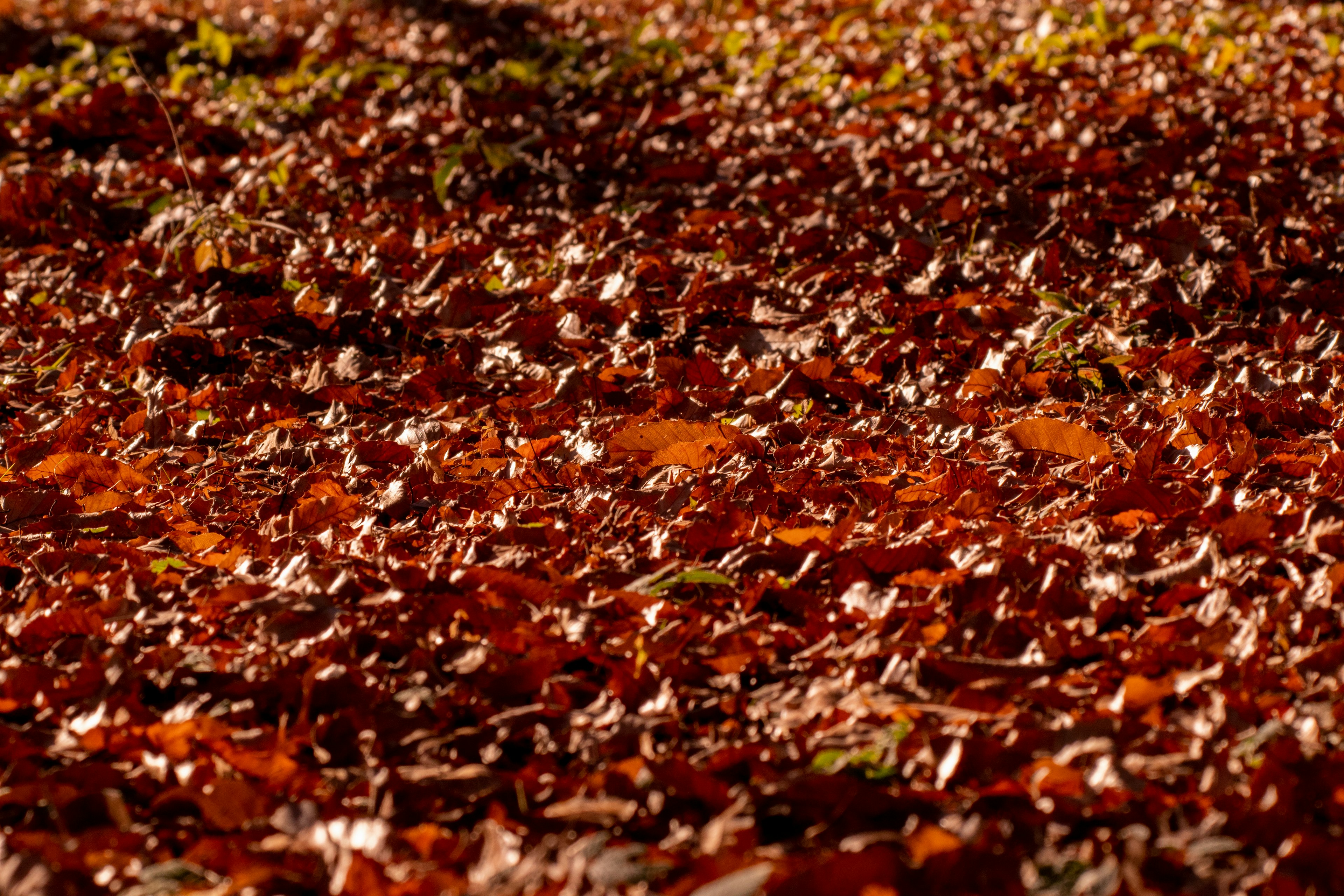 A carpet of autumn leaves covering the ground