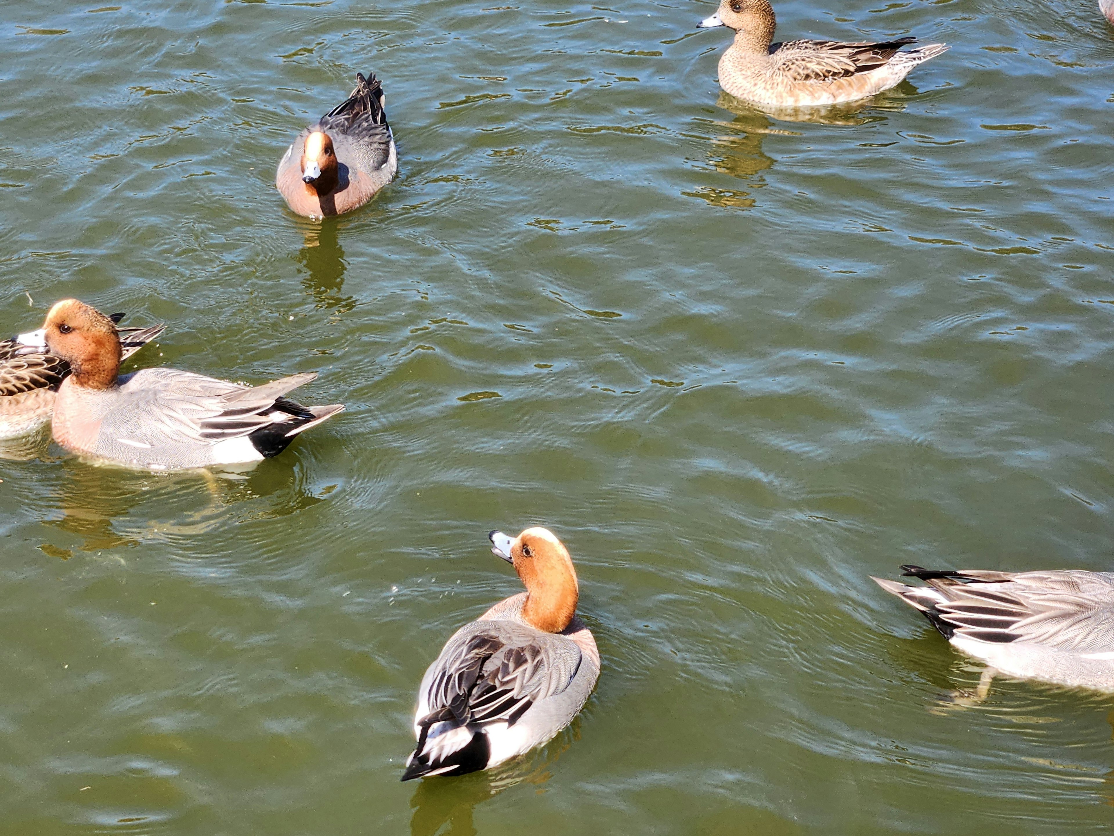 Sekelompok bebek yang berenang di permukaan air