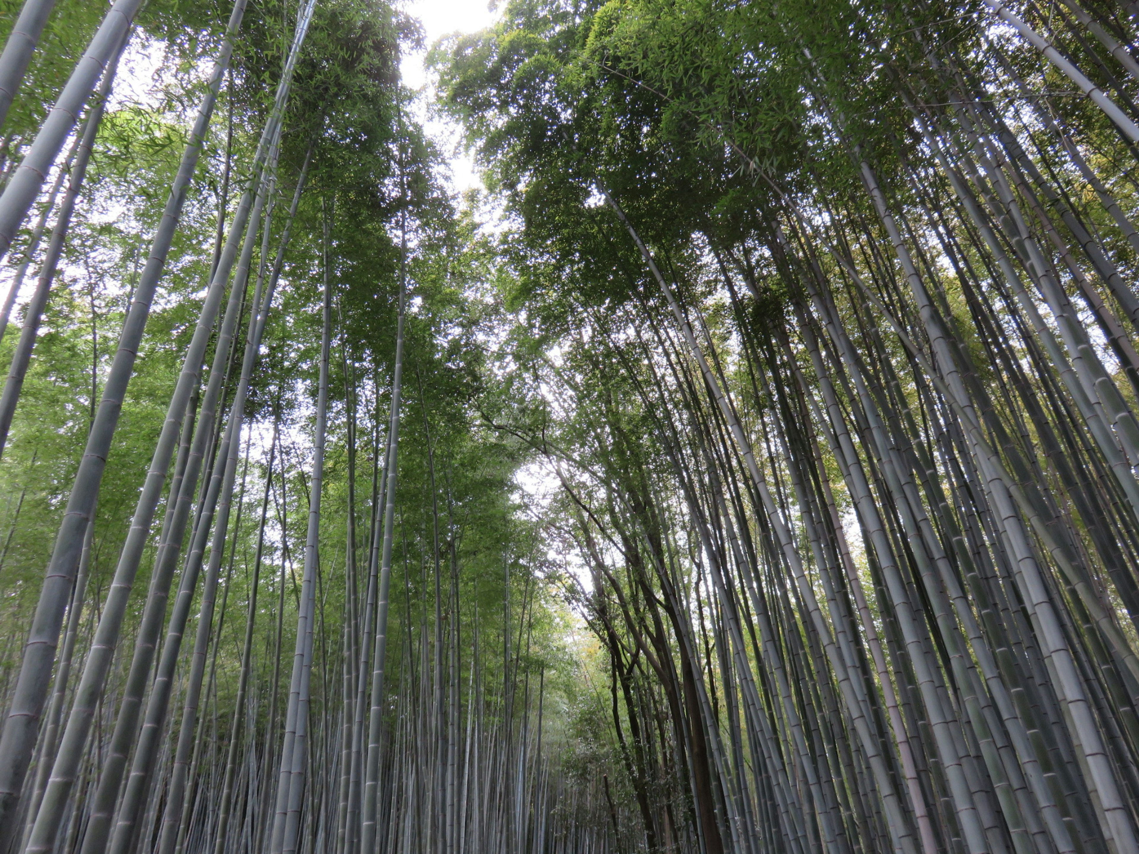 View looking up at a bamboo forest featuring green leaves and slender bamboo trunks