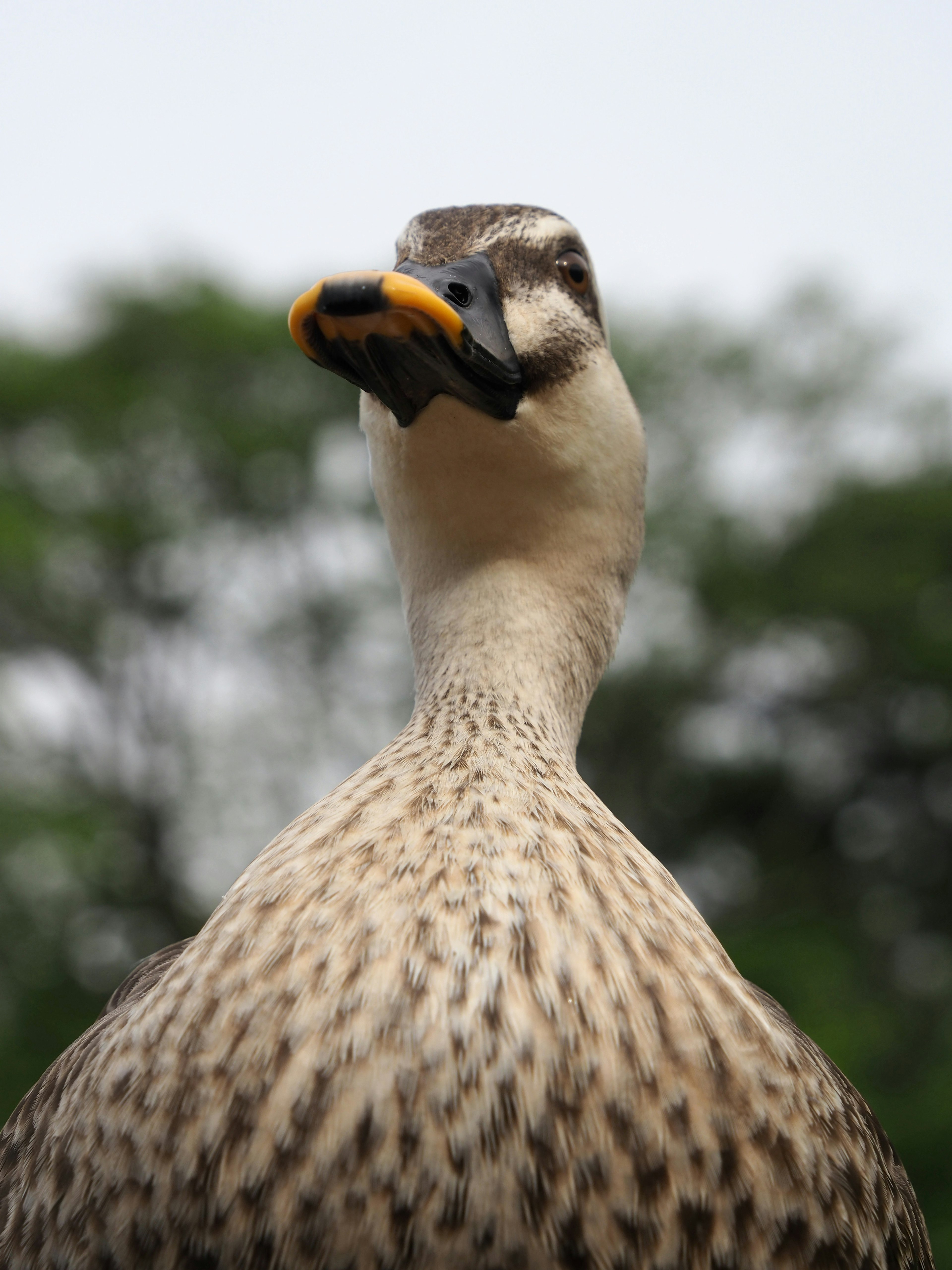 Gambar close-up bebek dengan kepala terangkat pohon hijau di latar belakang