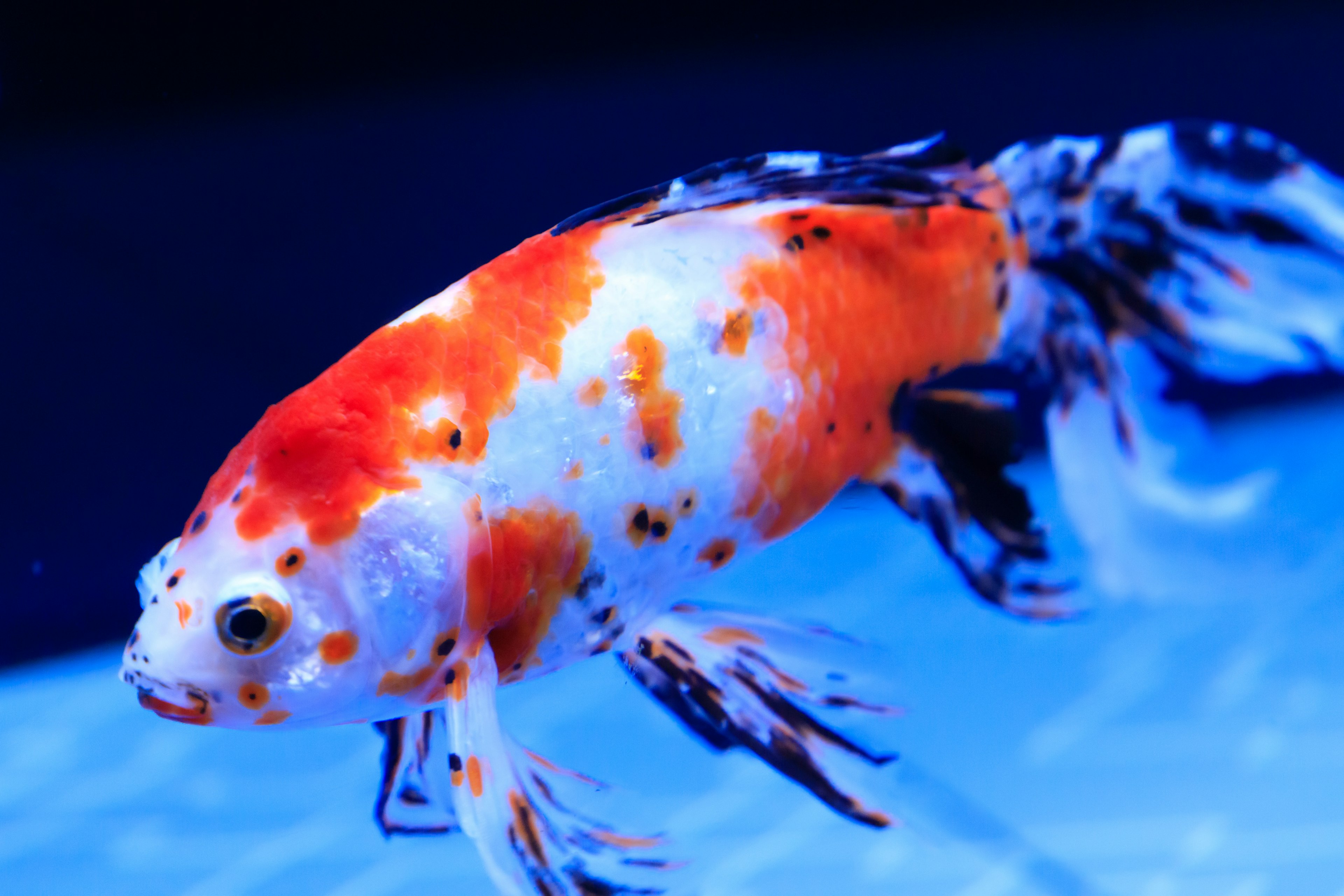 A beautiful goldfish swimming against a blue background