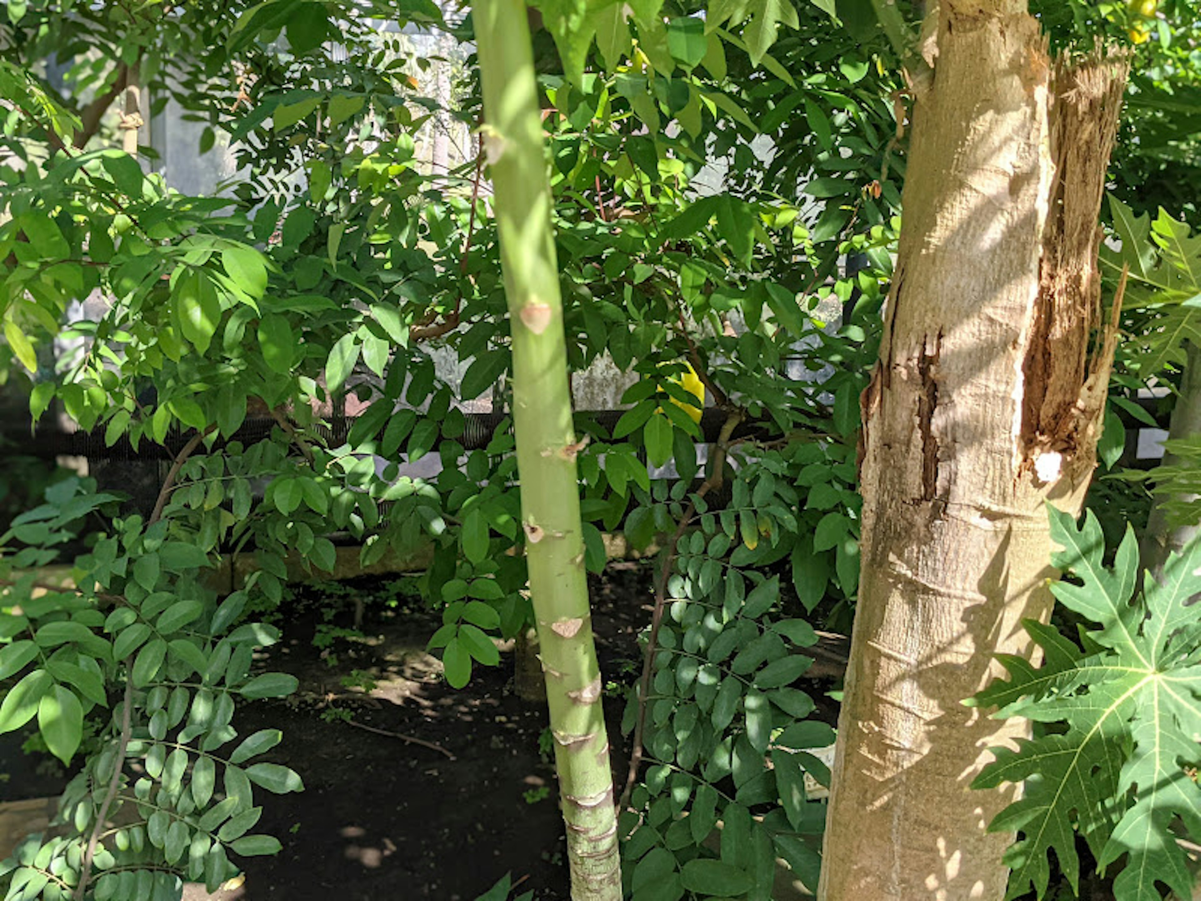 緑豊かな植物と木の幹が並ぶ庭の風景