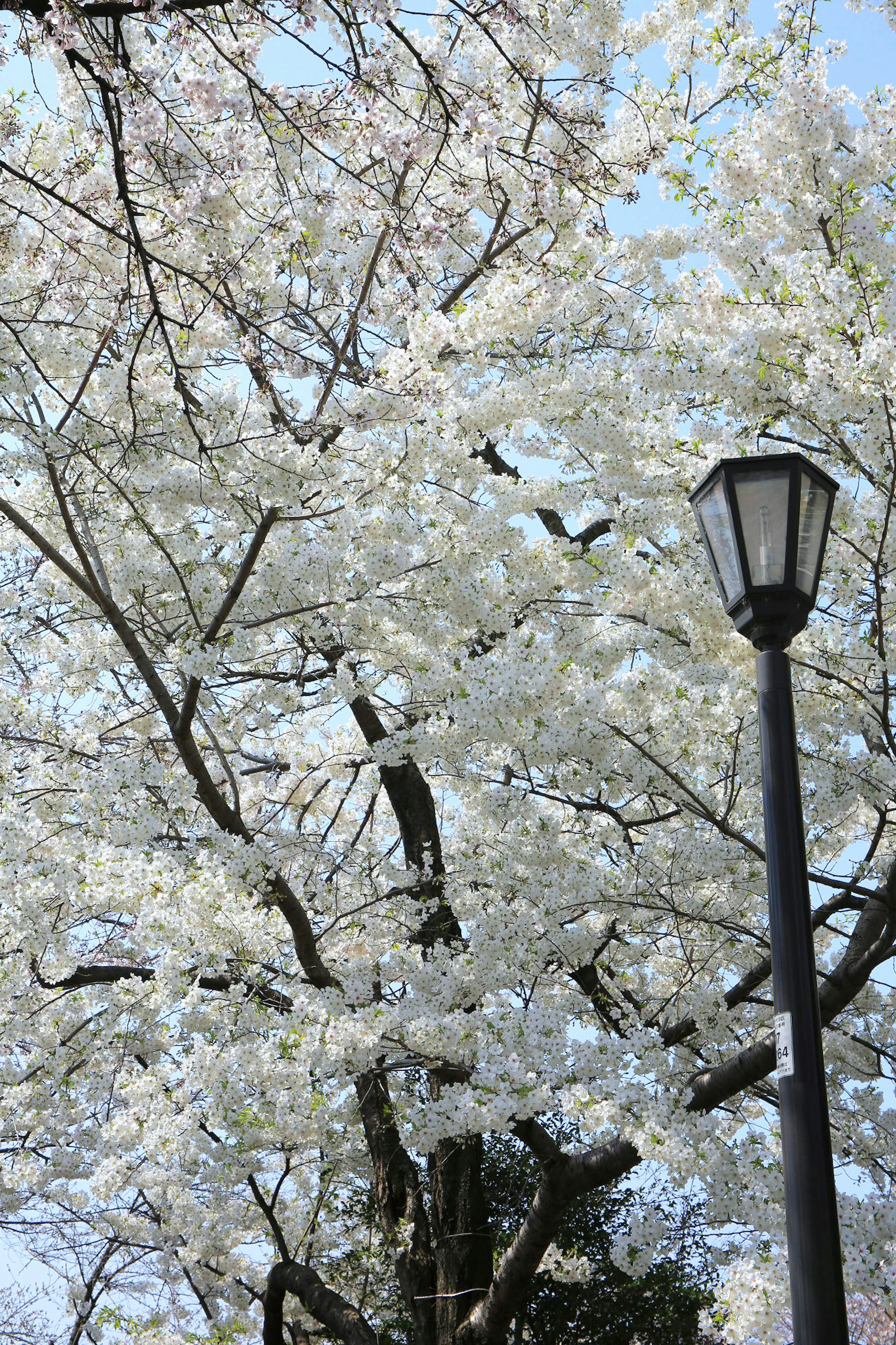 Árbol de cerezo en plena floración con una farola cercana