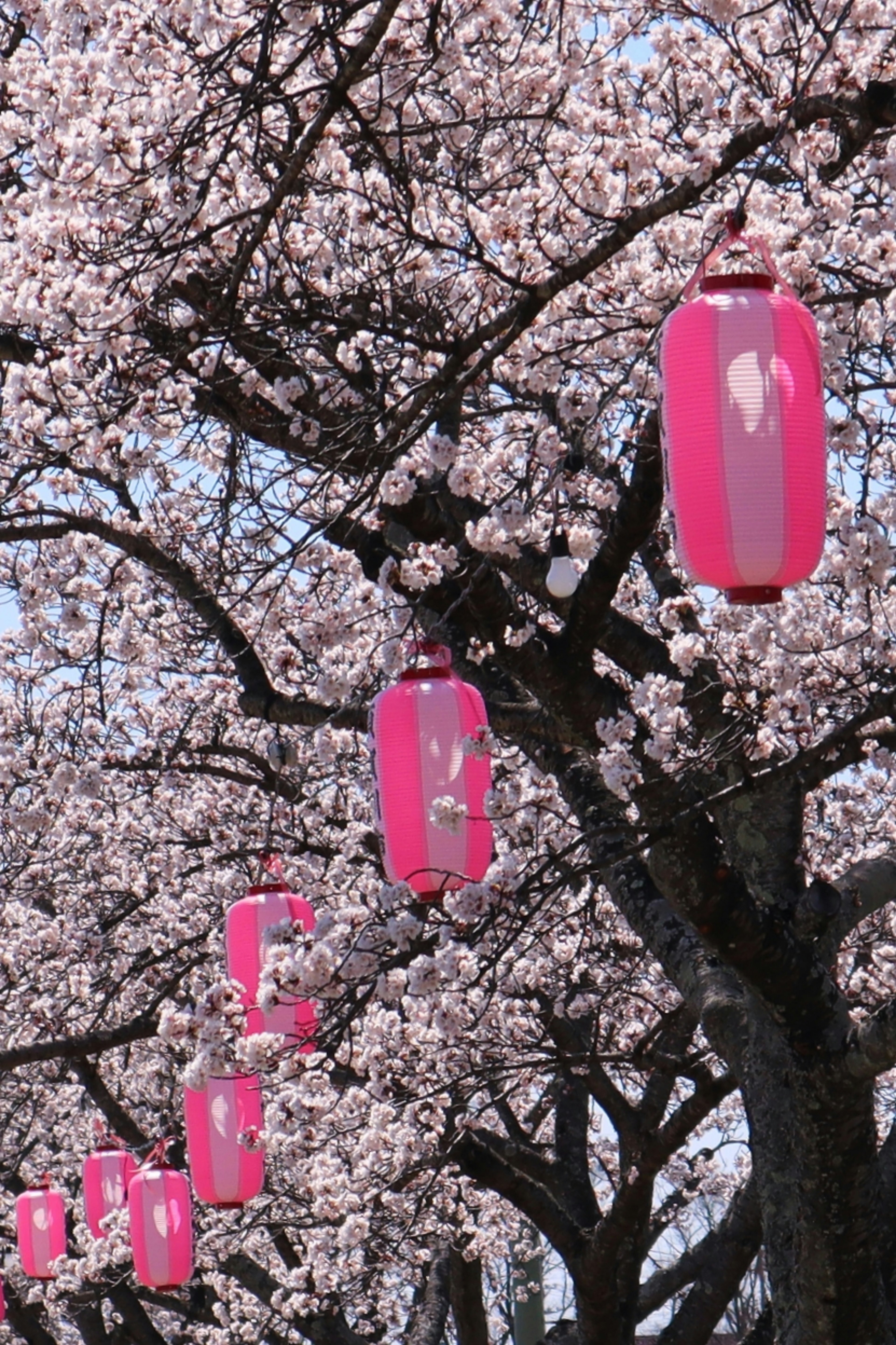 Pink lanterns hanging from cherry blossom trees in full bloom