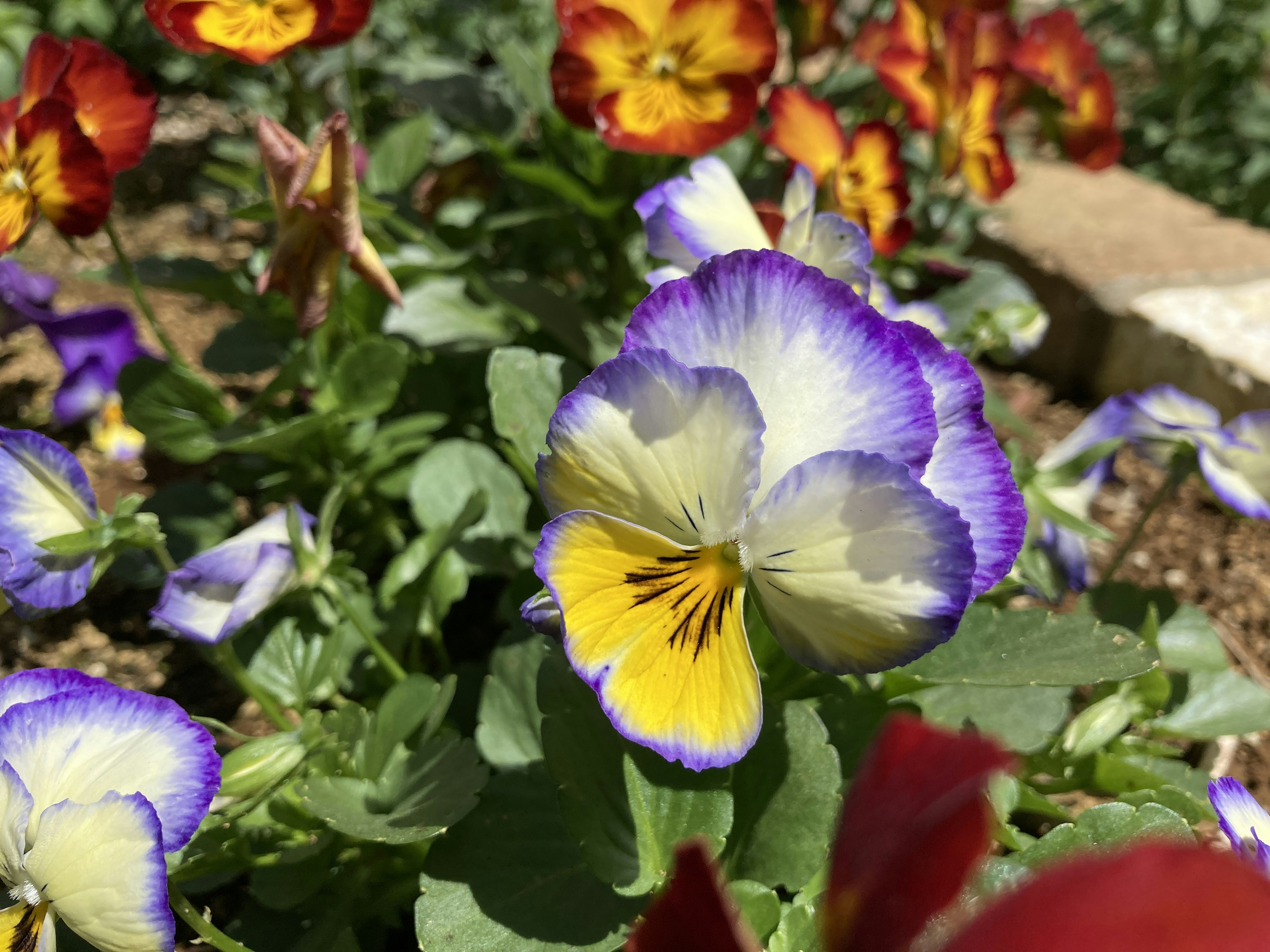 Bunga pansy yang cerah mekar di taman