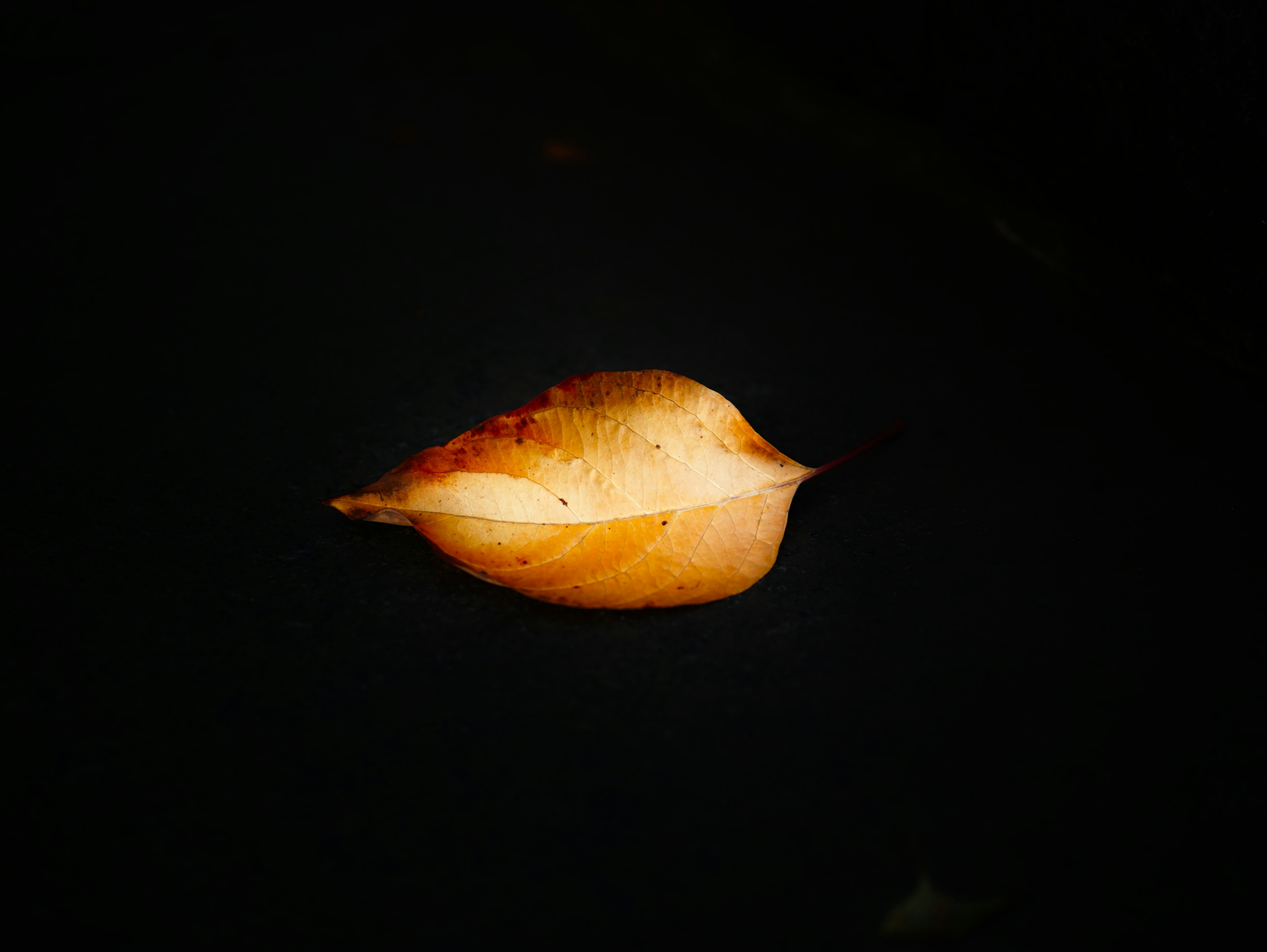 An orange leaf floating on a black background