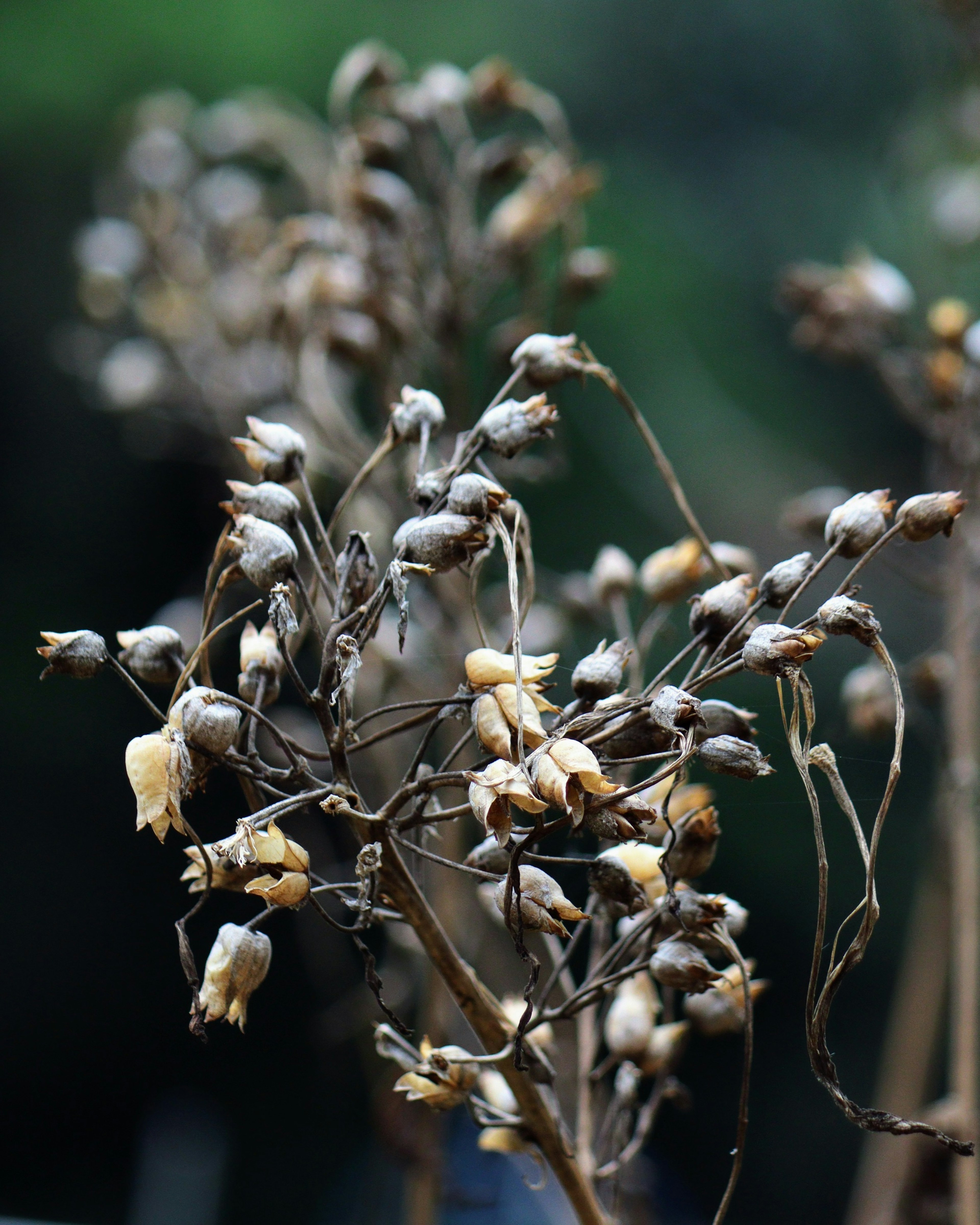 Imagen de una planta seca con racimos de flores distintivos