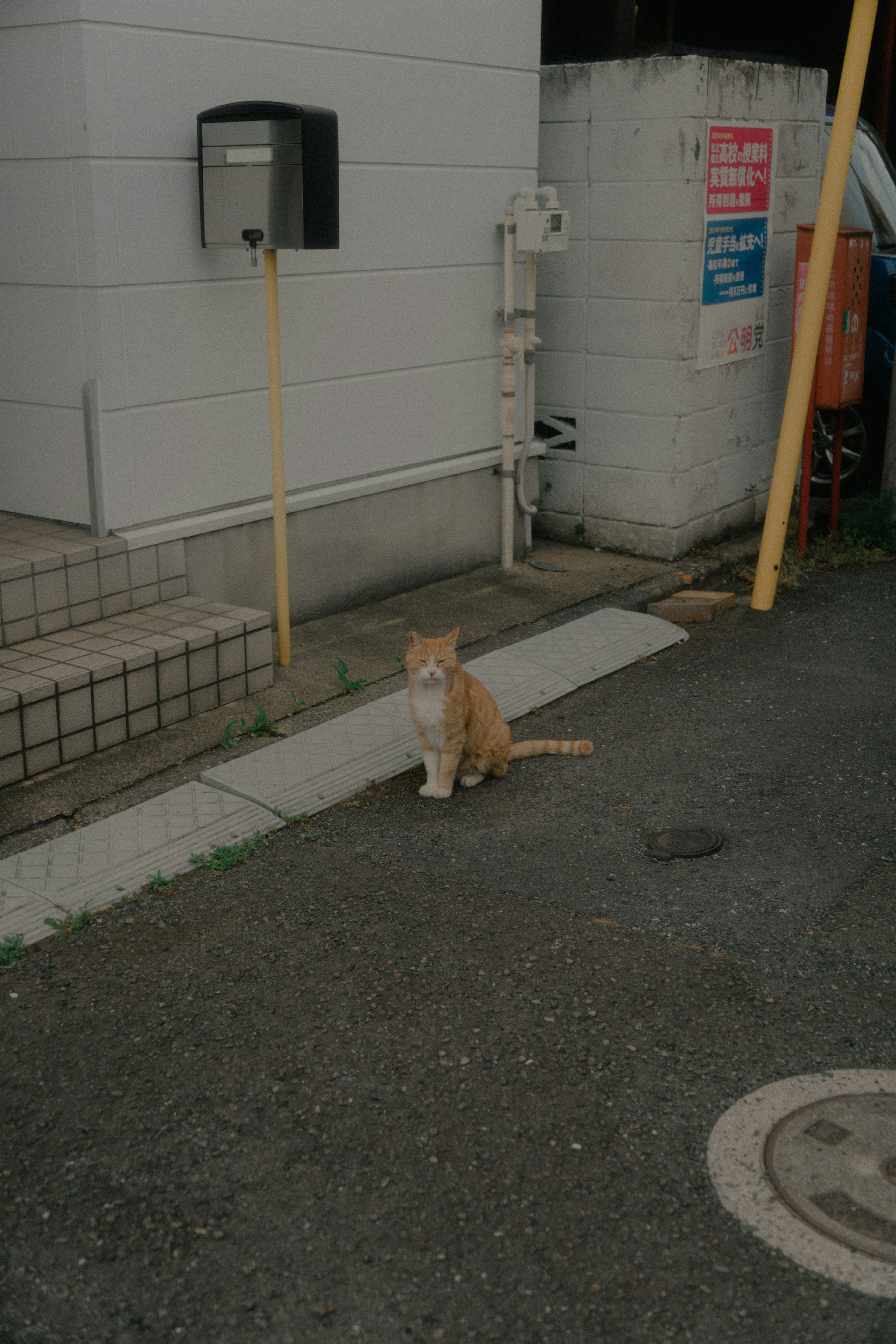 Kucing oranye duduk di jalan di depan bangunan putih