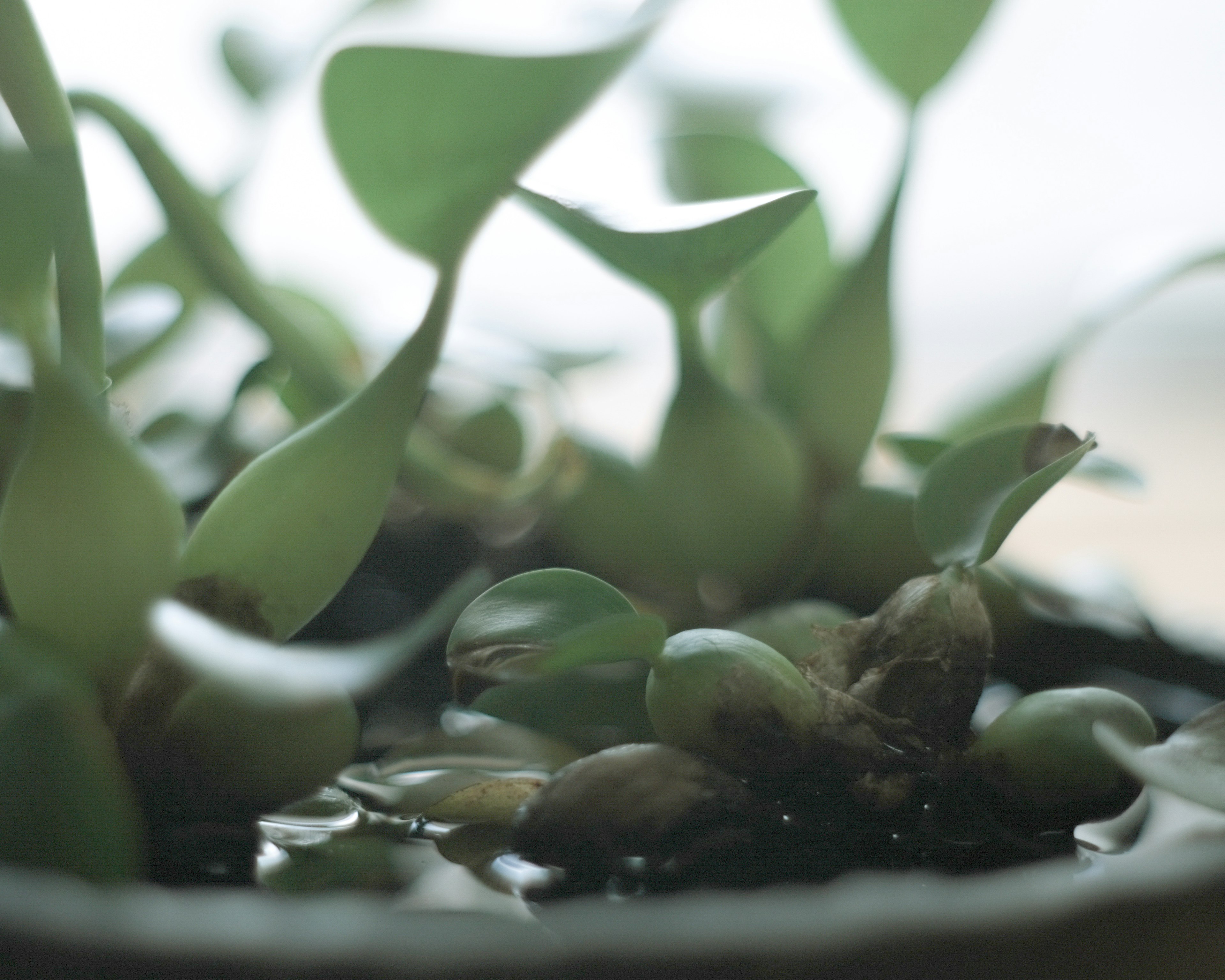 水に浮かぶ緑の植物のクローズアップ写真