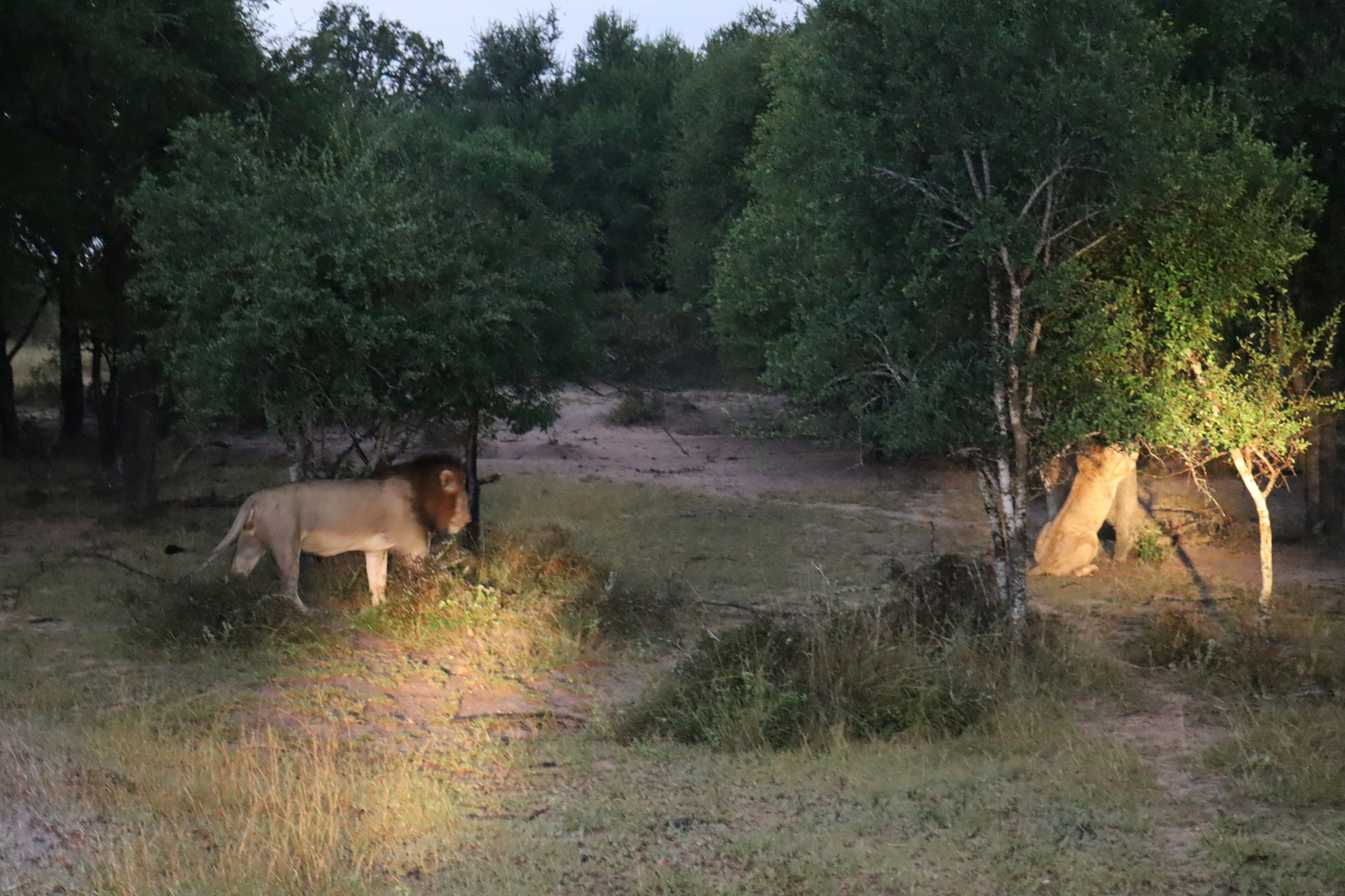 Singa berdiri di dekat pohon di savana malam hari